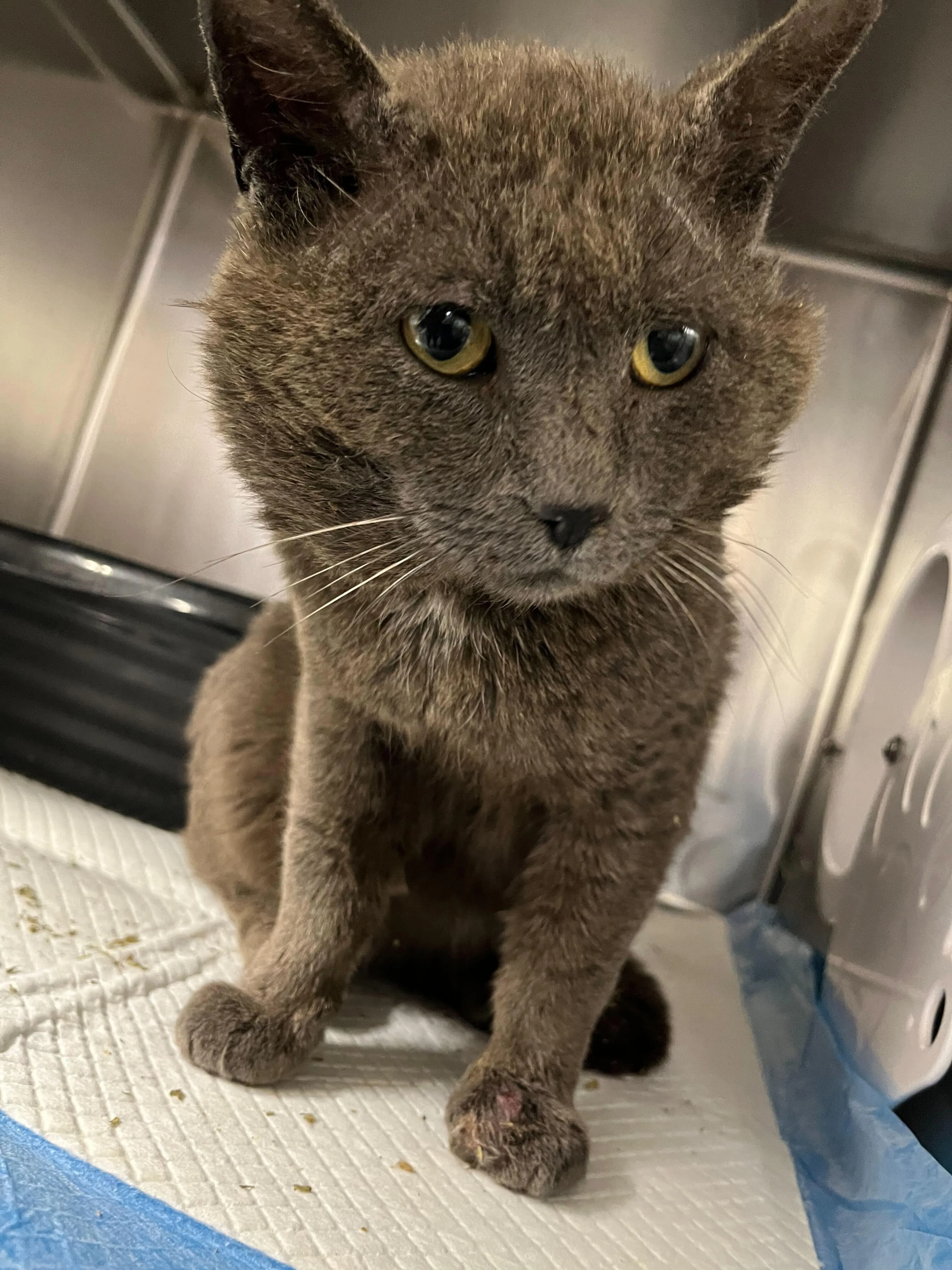 Found pet-1