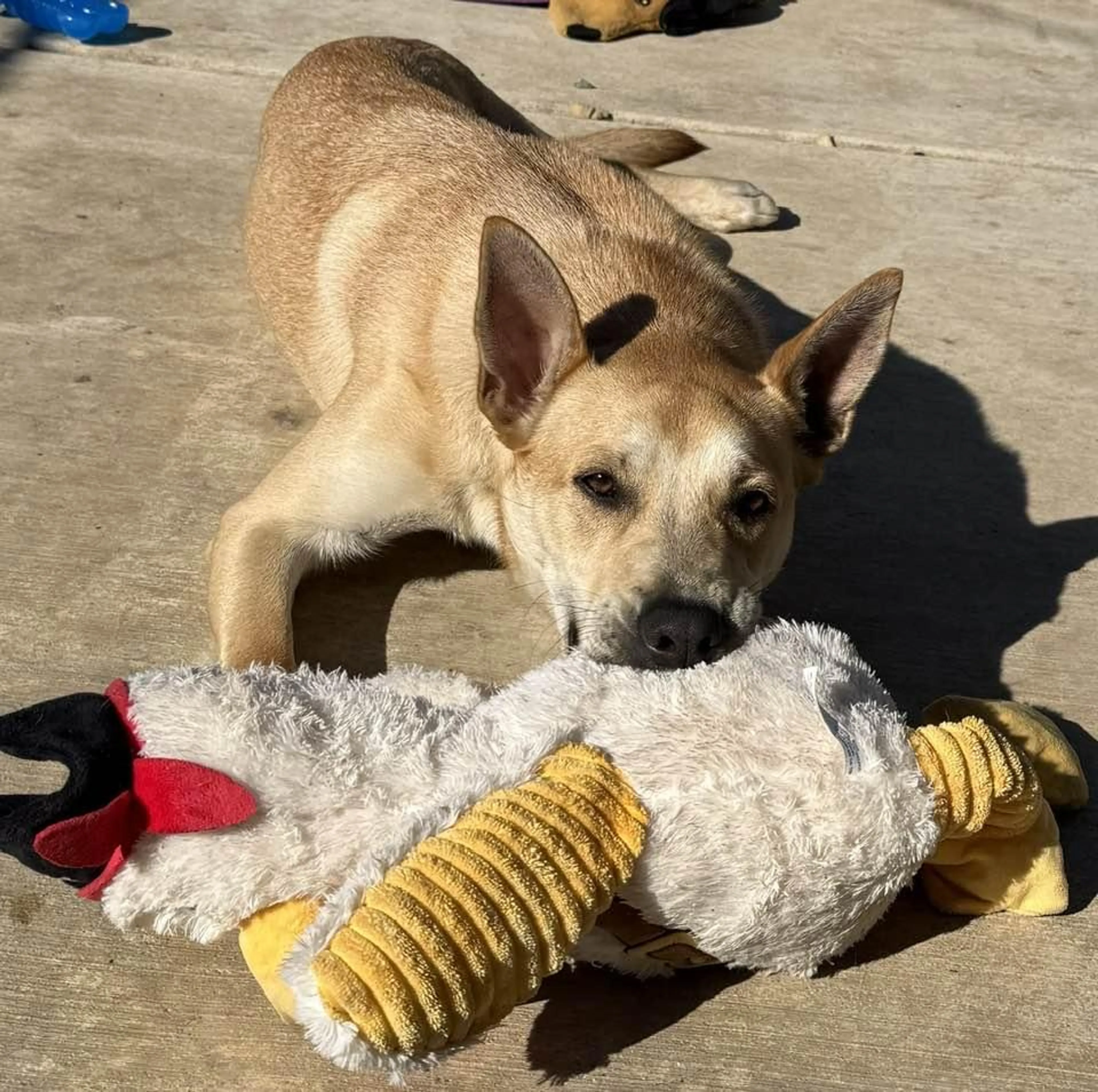 Found pet