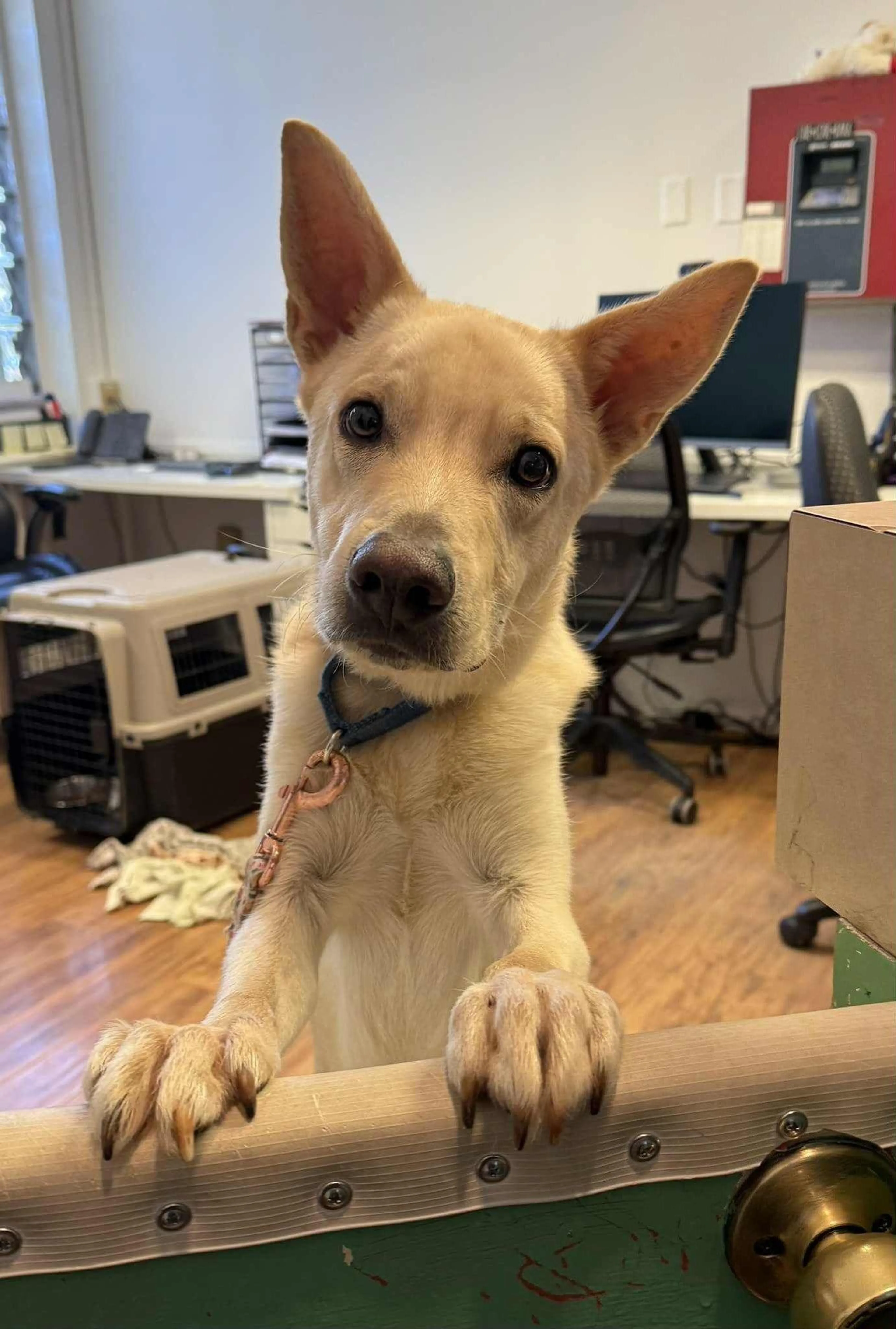 Found pet-1