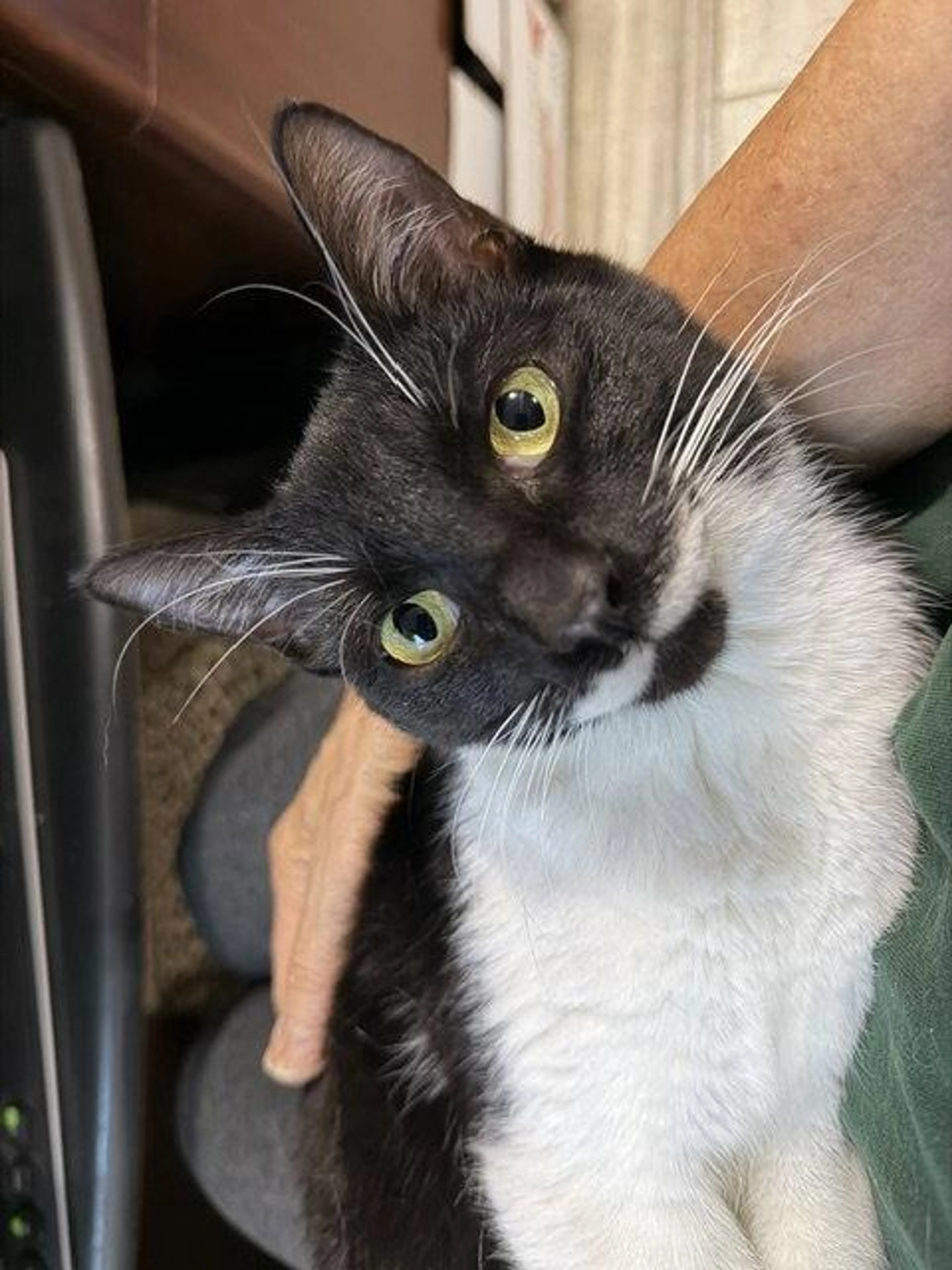 Found pet-1