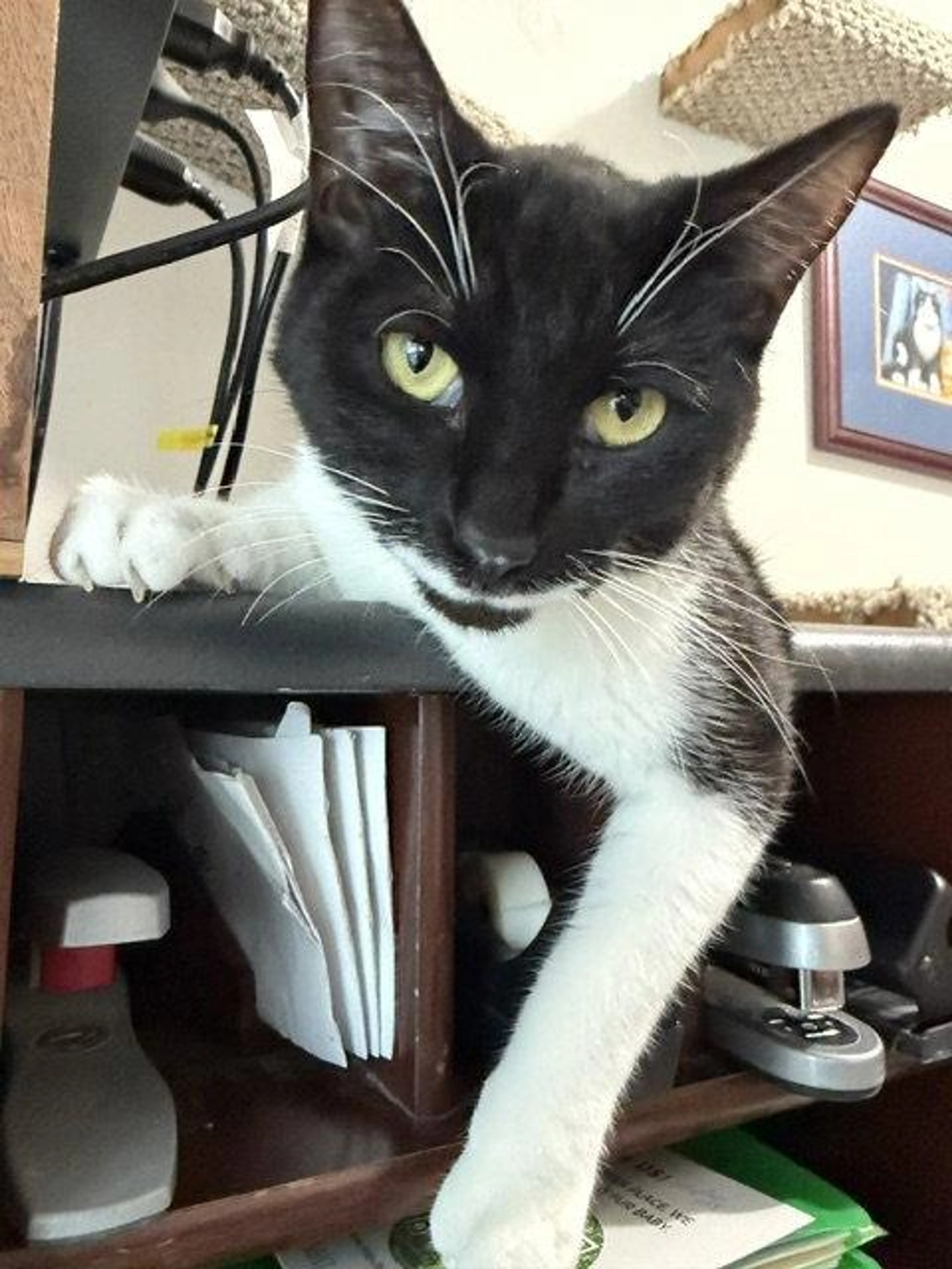 Found pet-2
