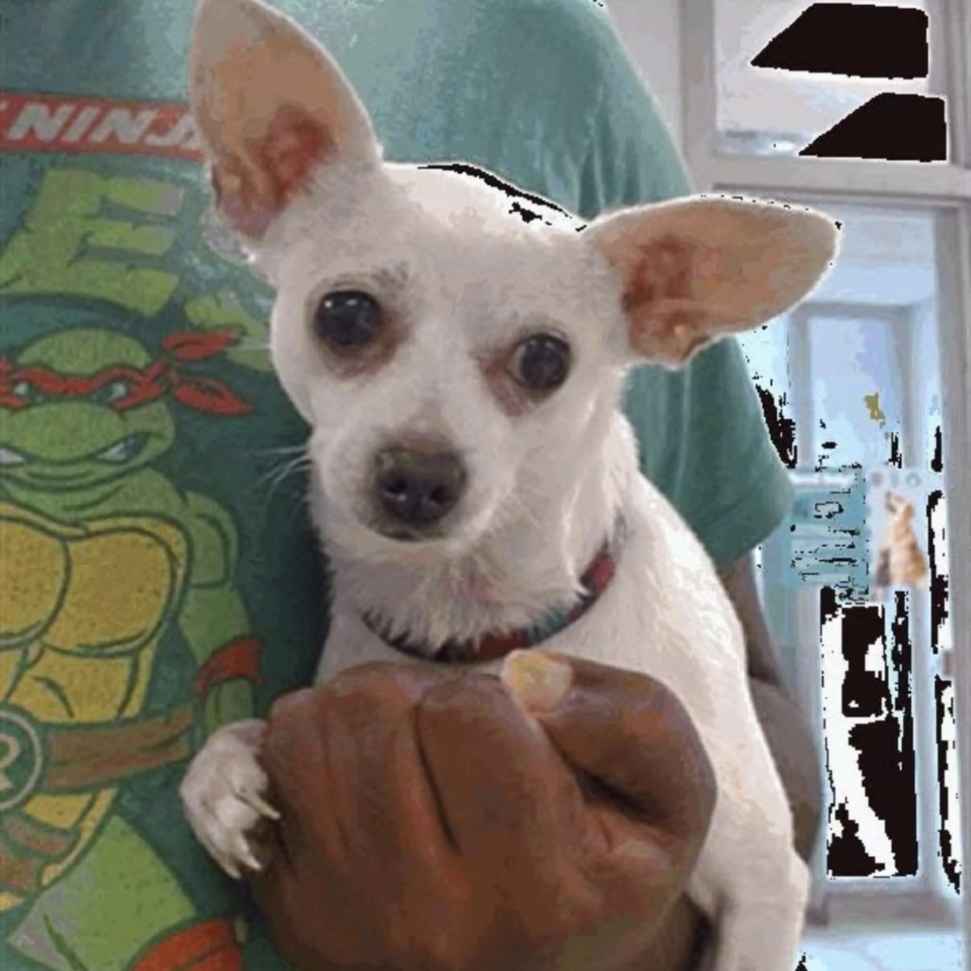 Found pet-1