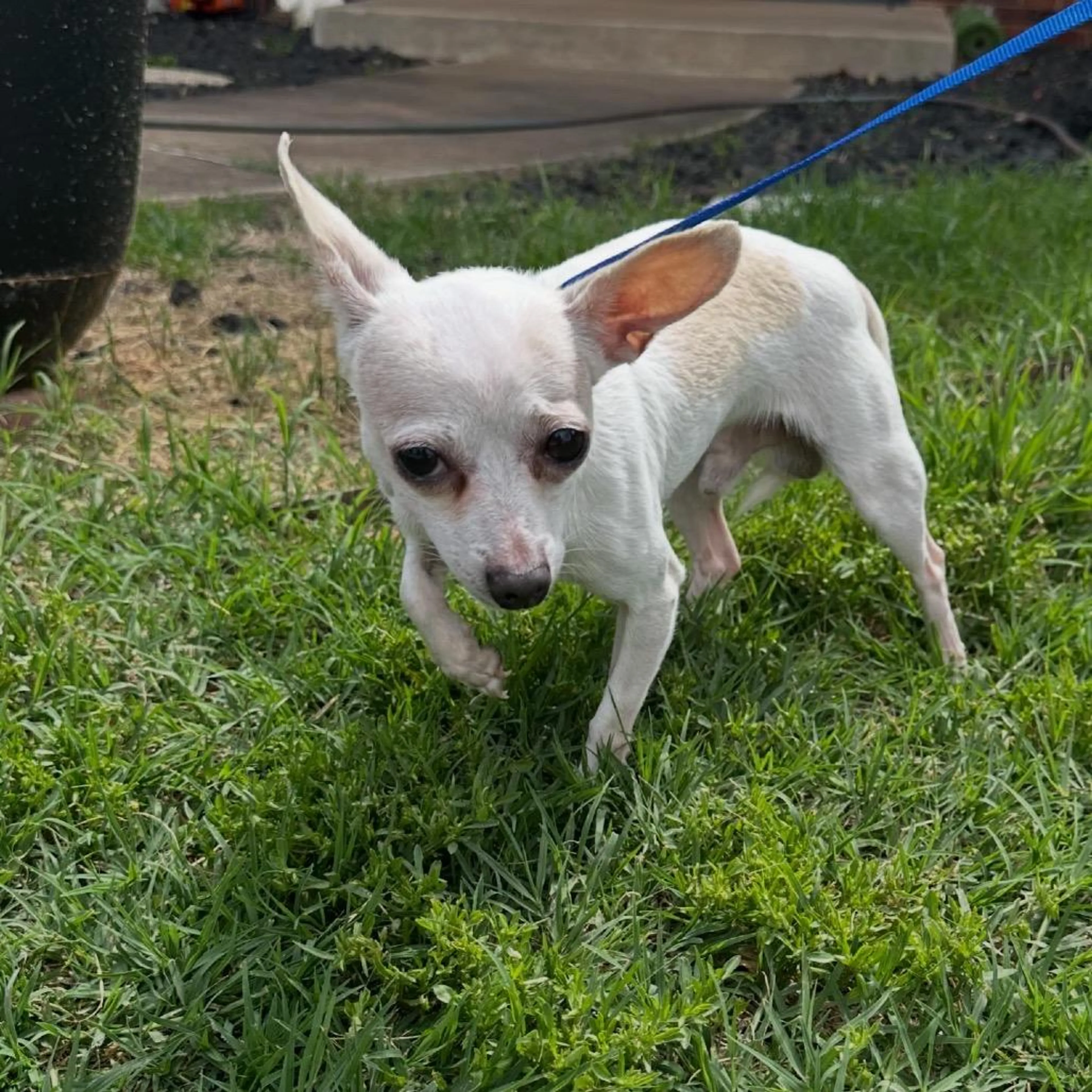 Found pet-4