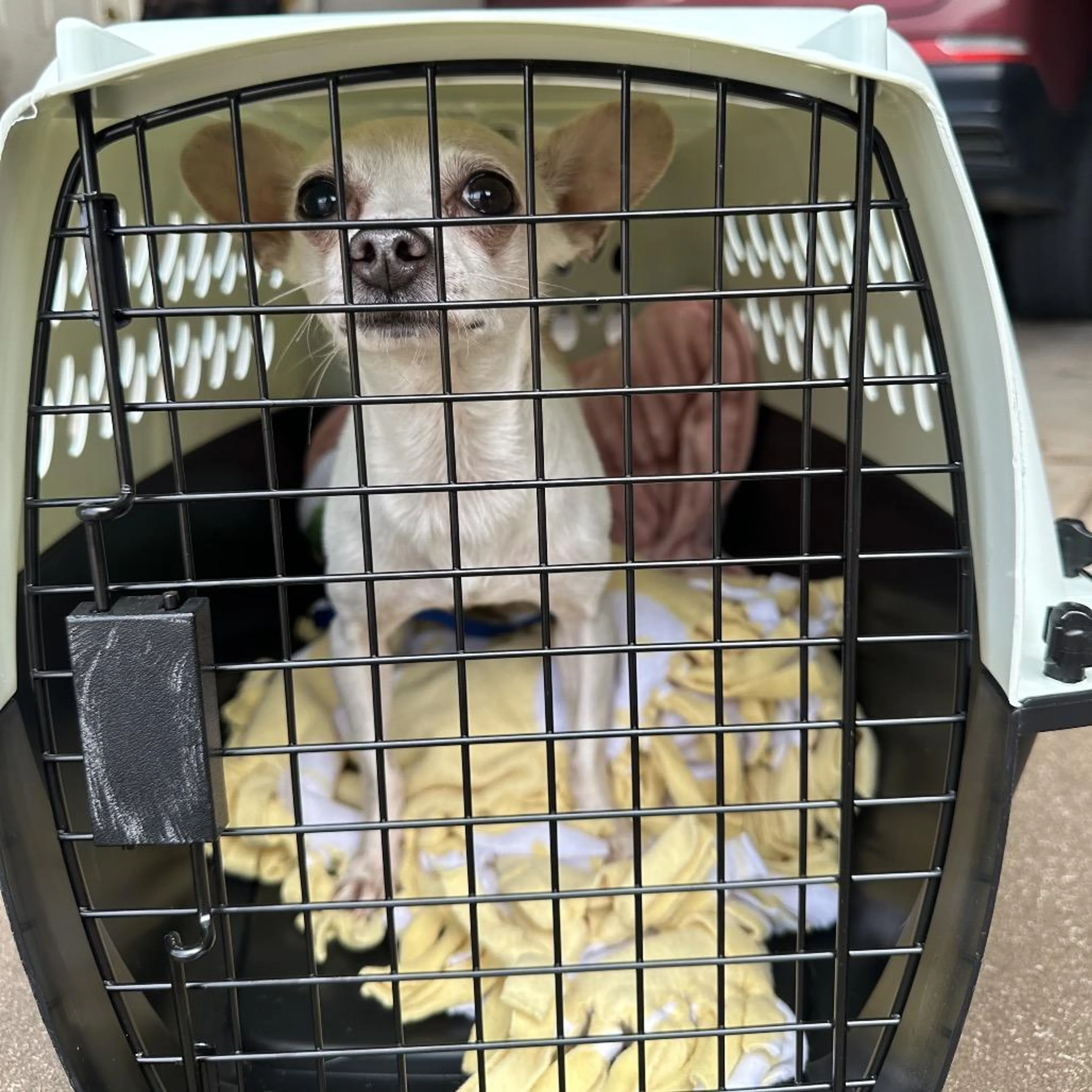 Found pet-3