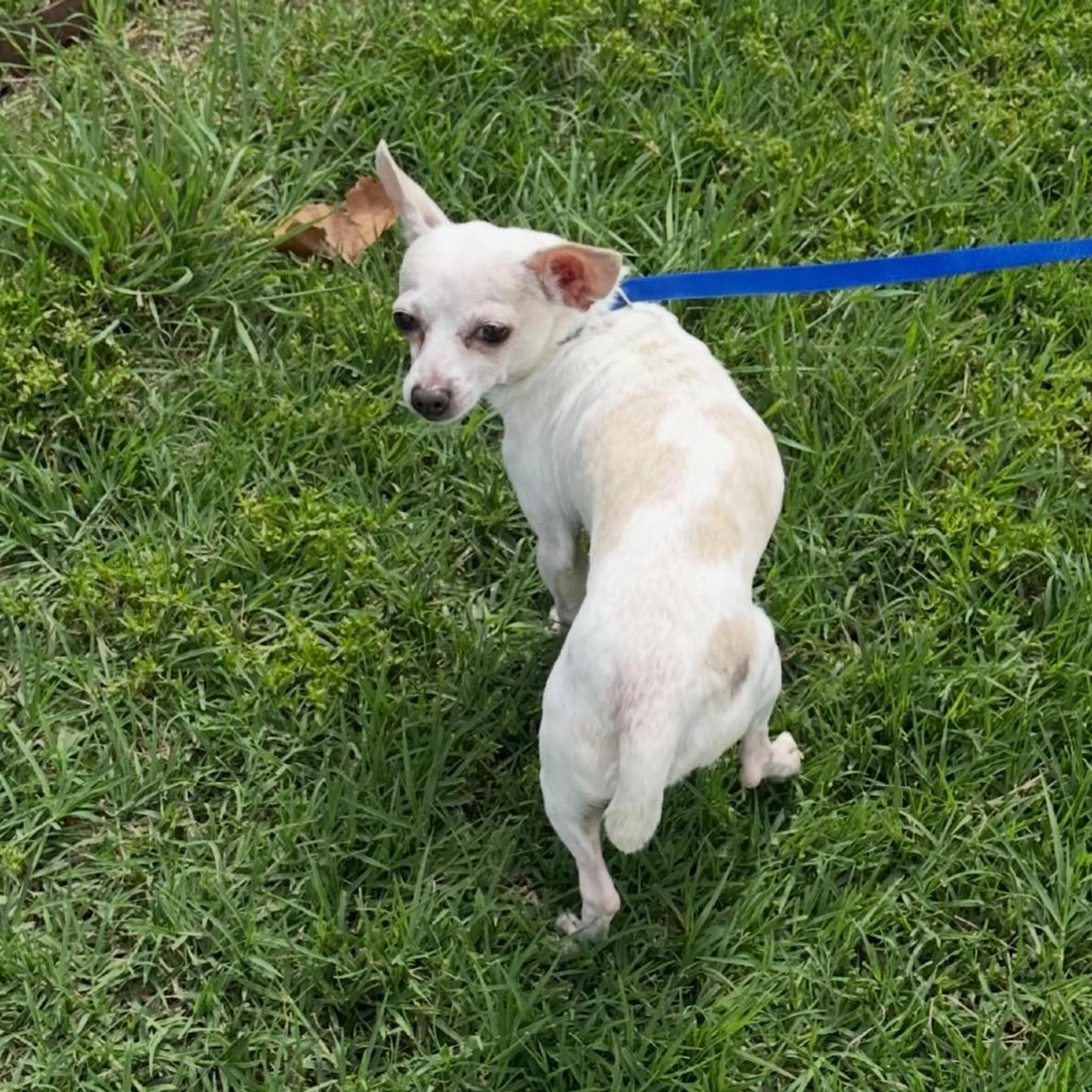 Found pet-2