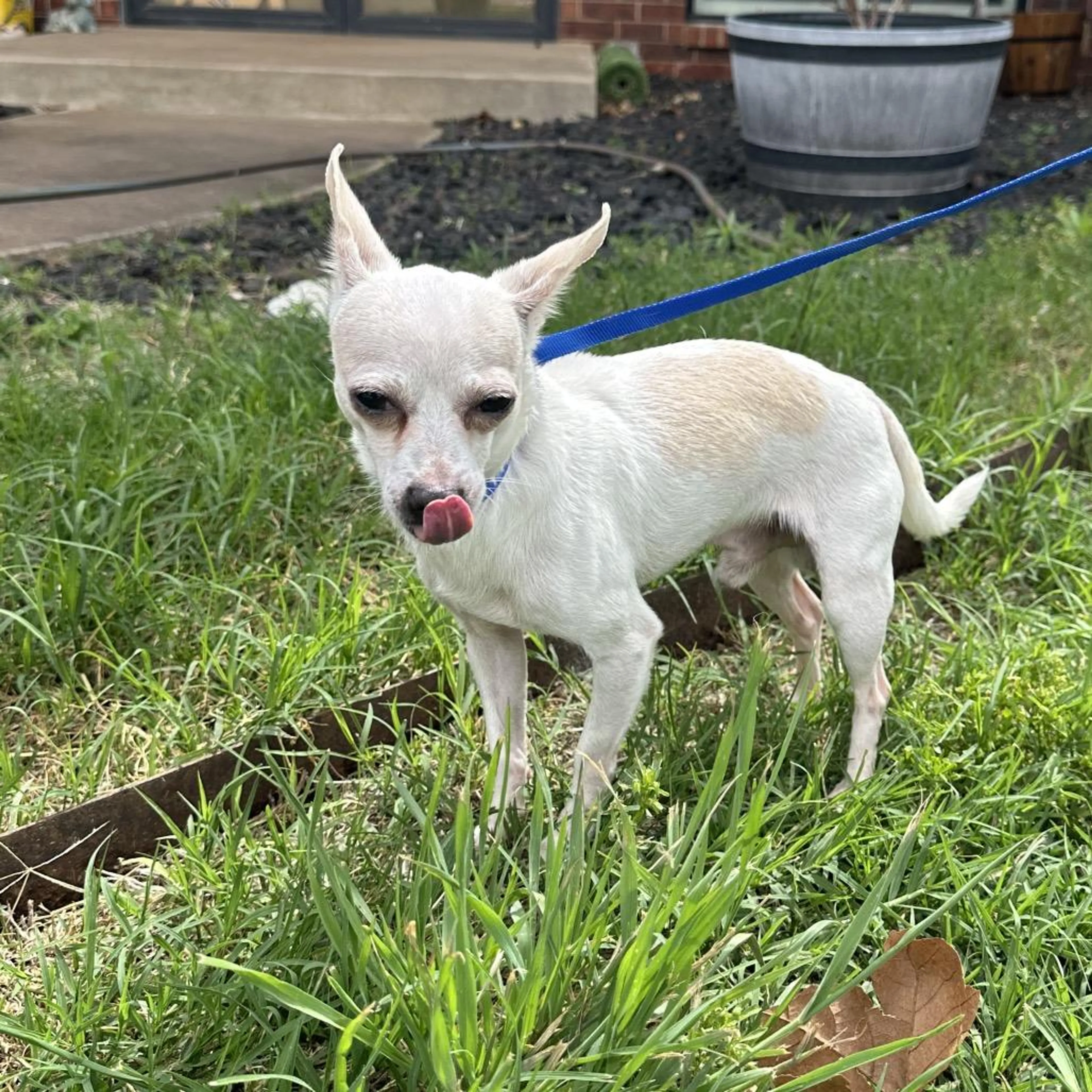Found pet-0
