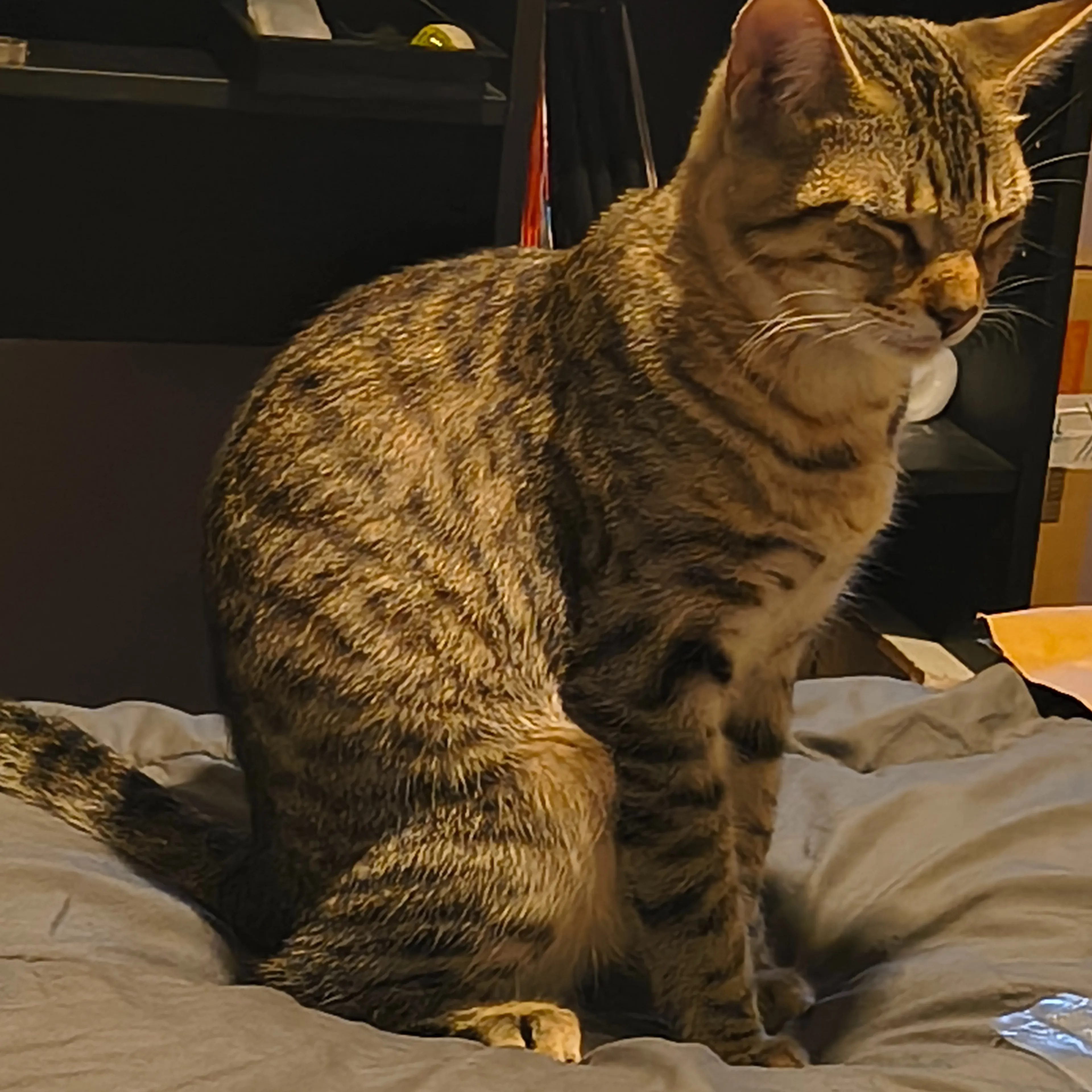 Lost pet-1
