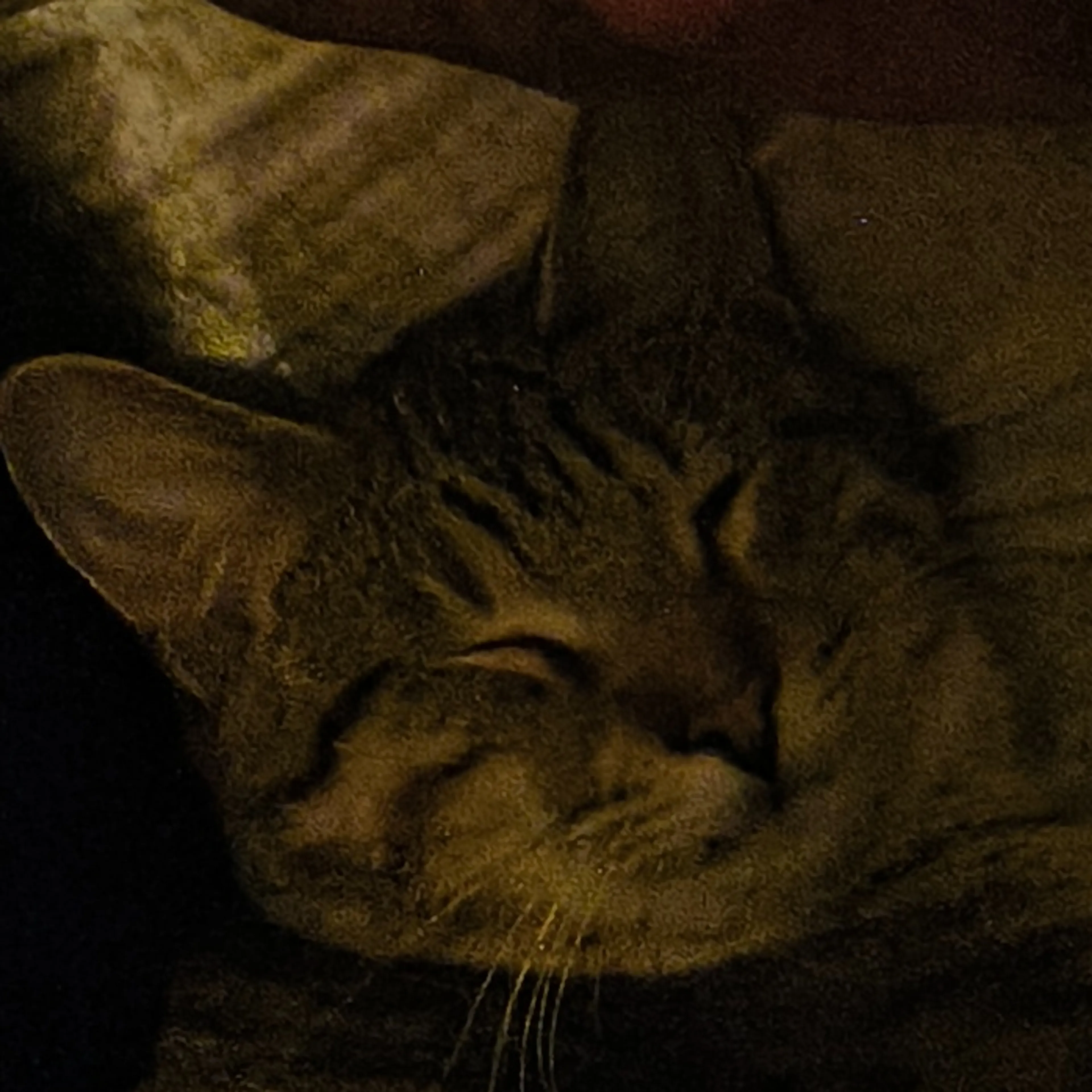 Lost pet-2