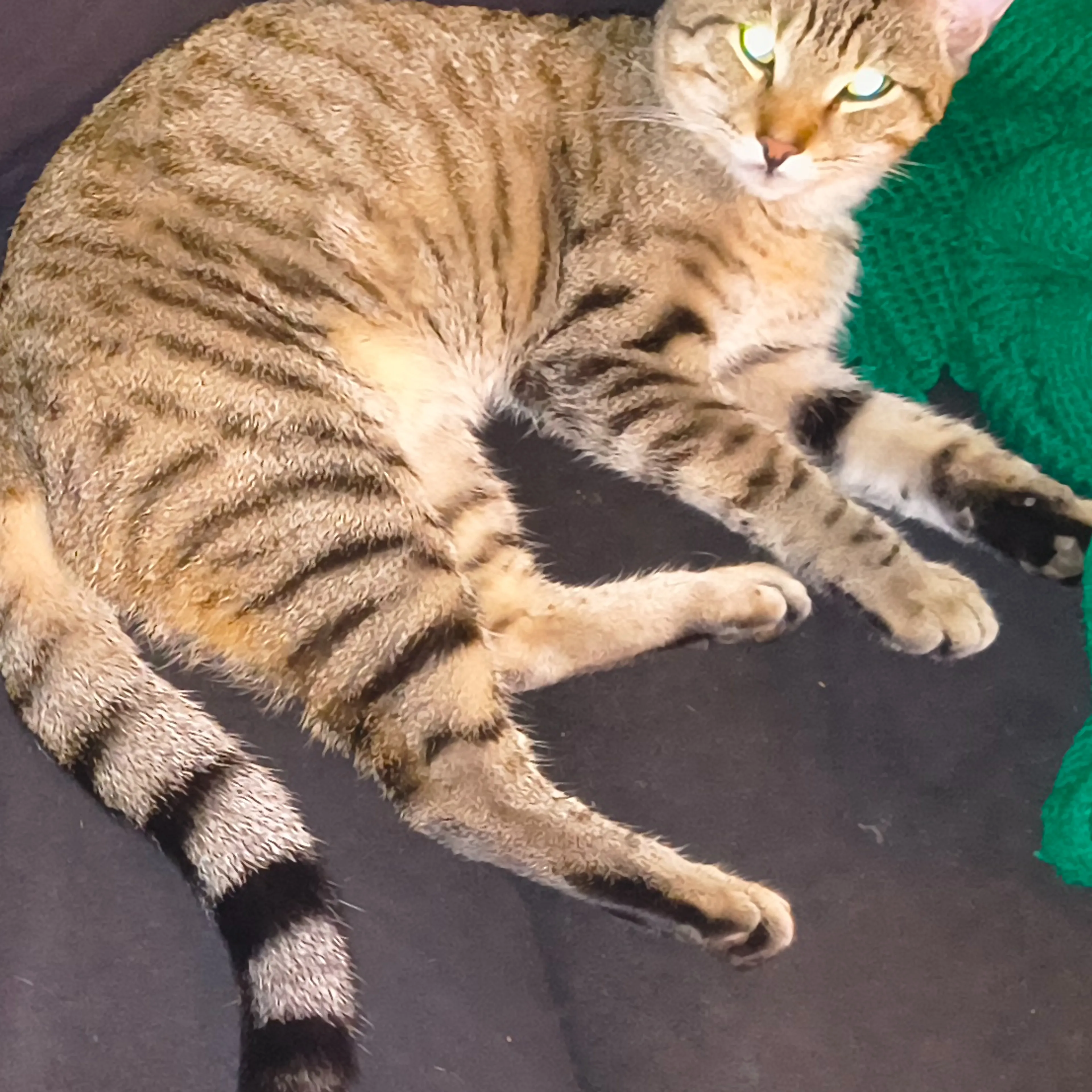 Lost pet-0