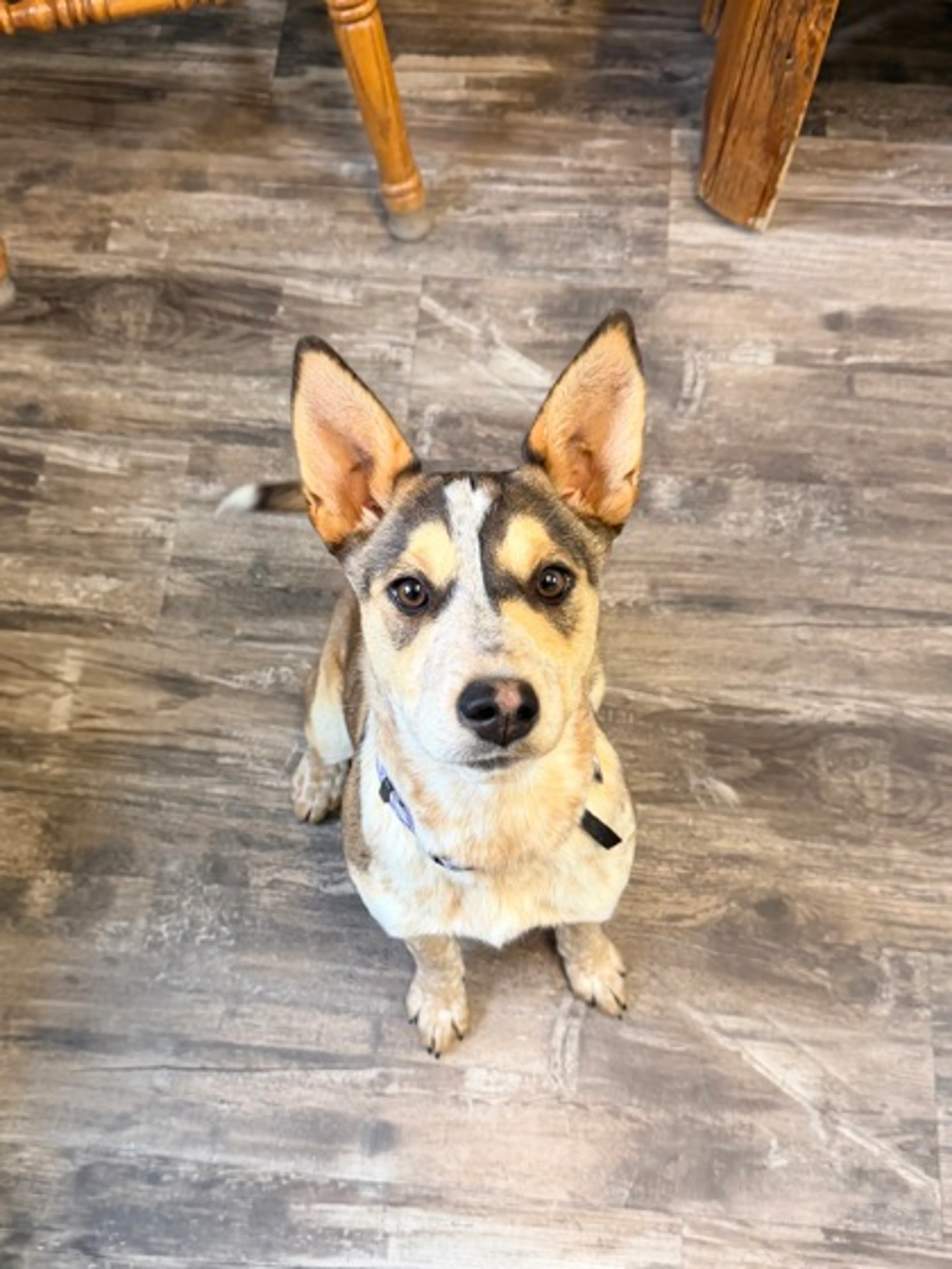 Found pet-1