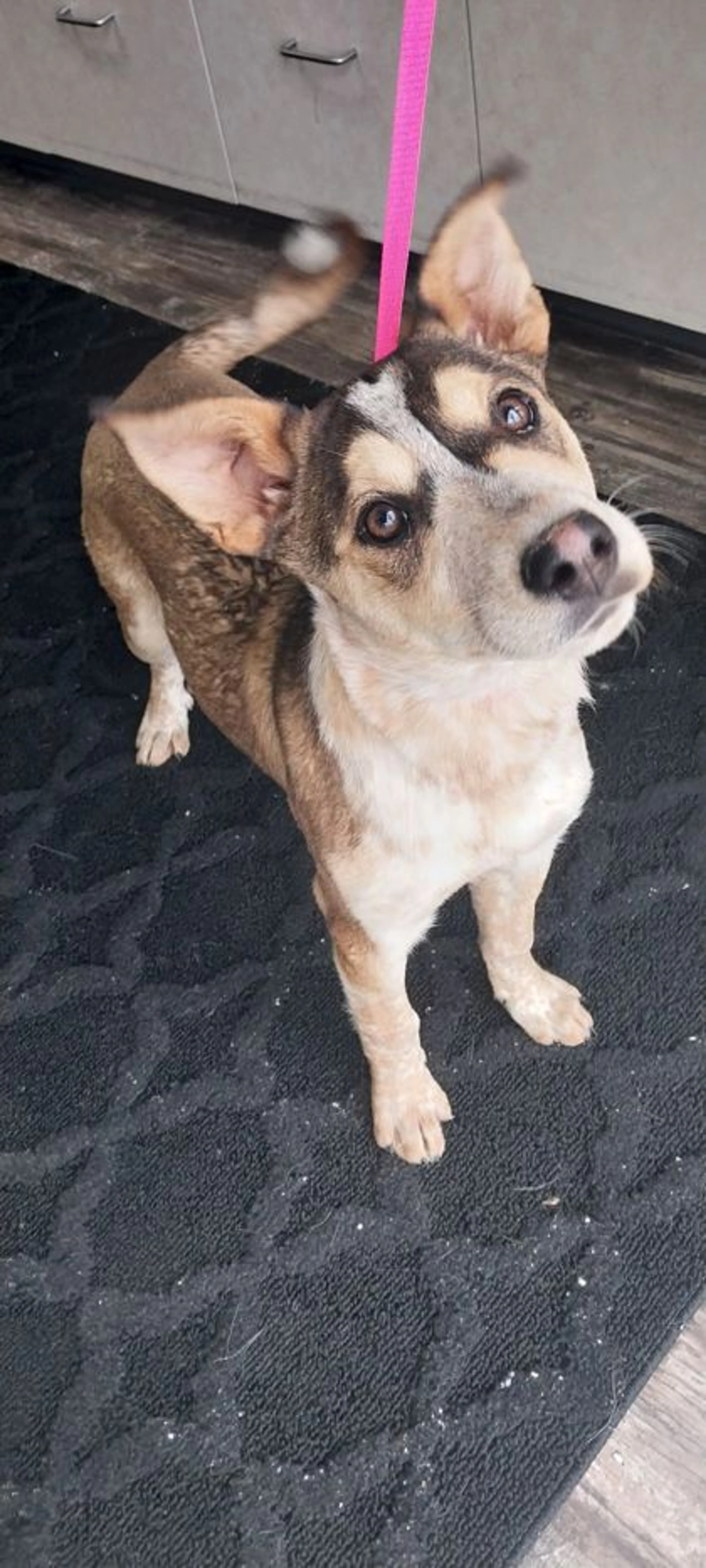 Found pet-2