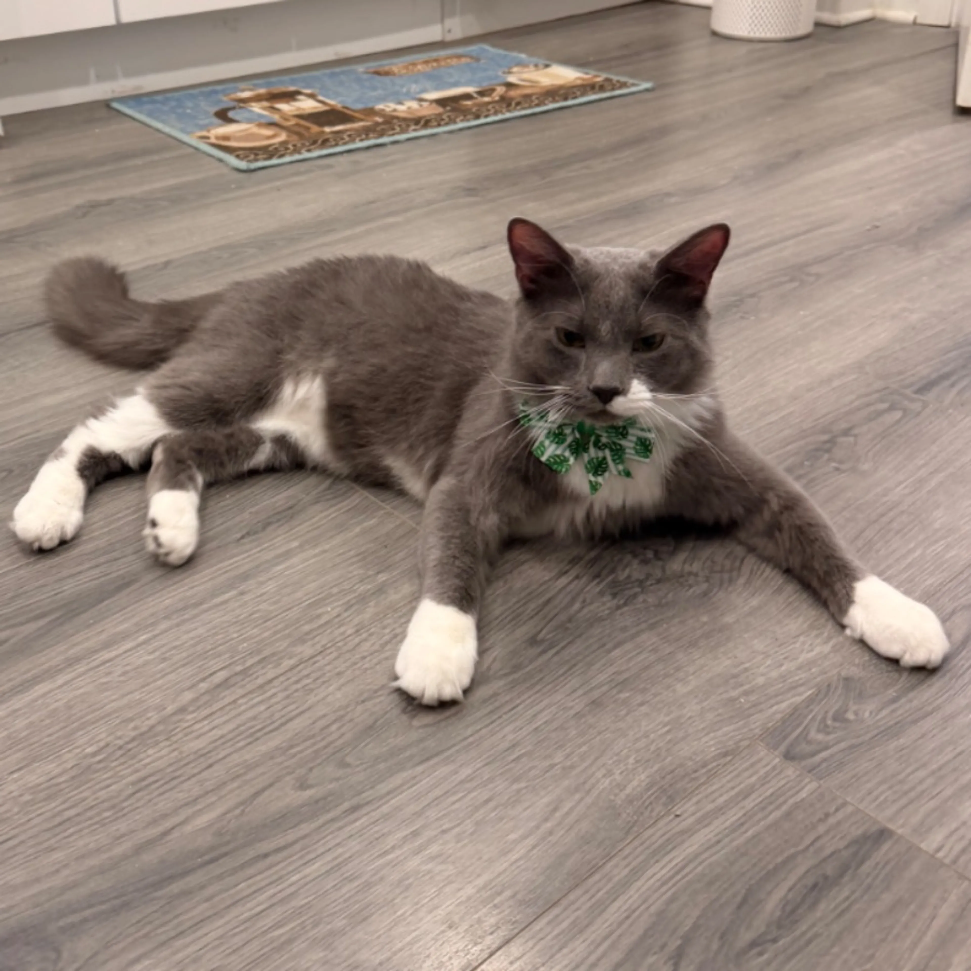 Lost pet