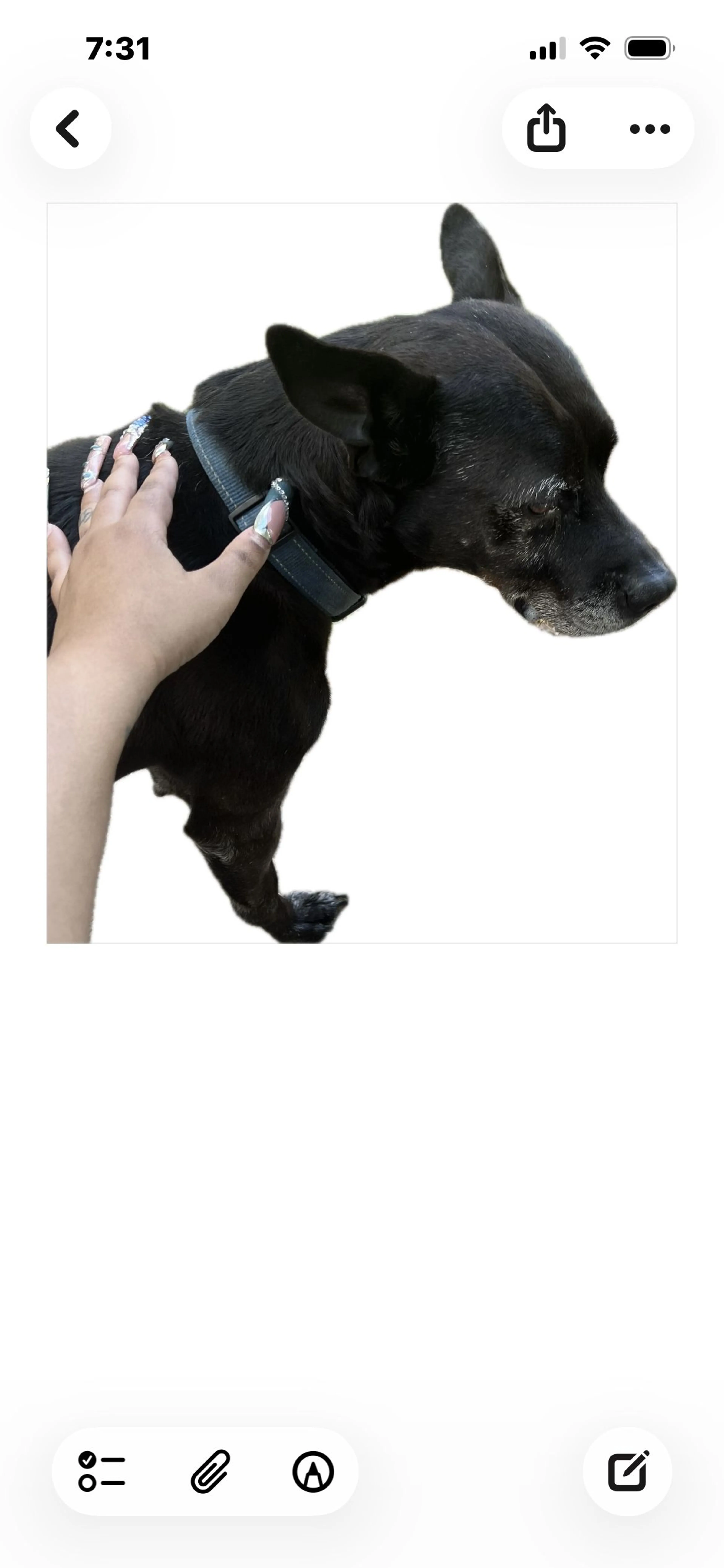 Lost pet