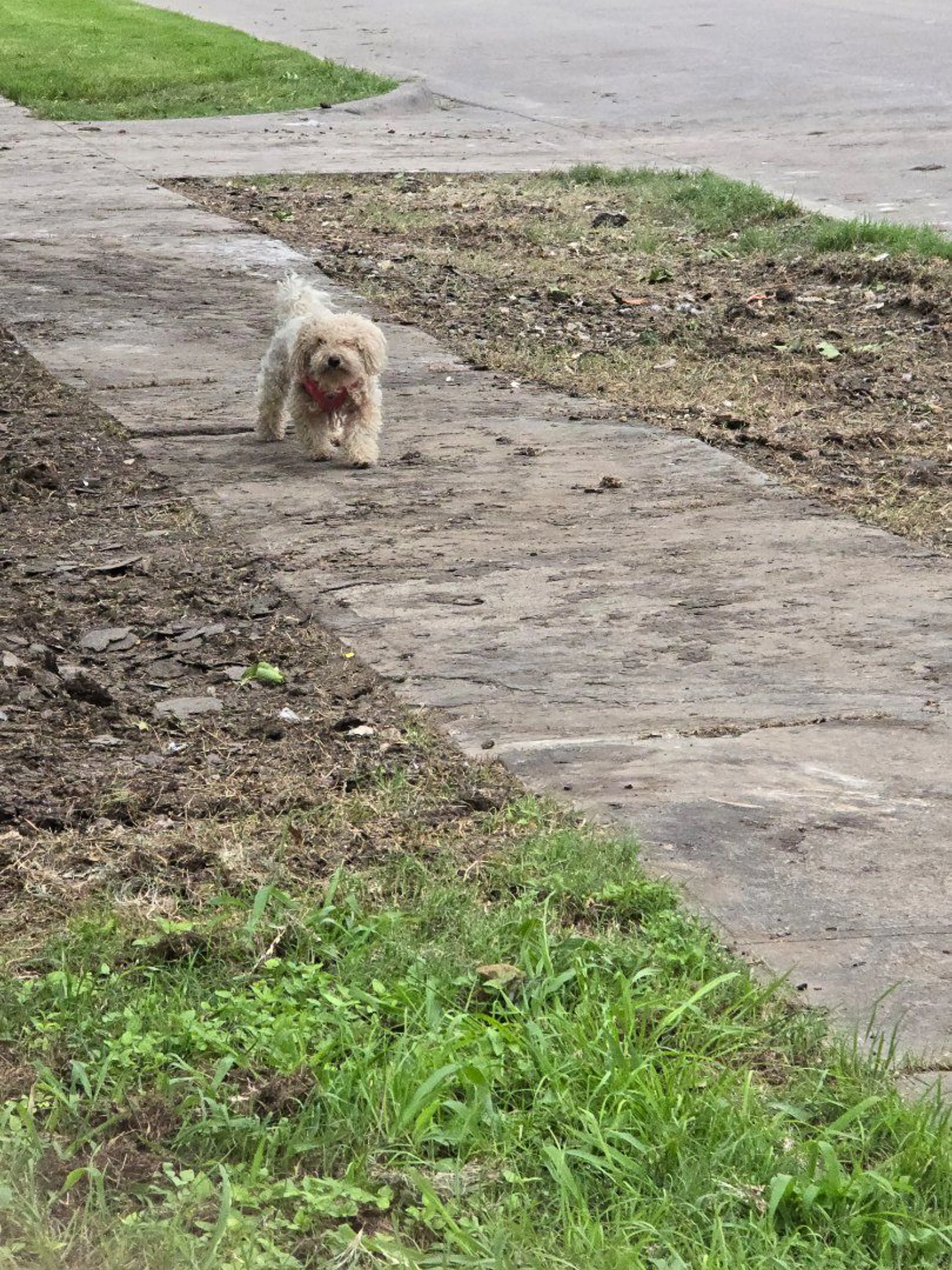 Lost pet
