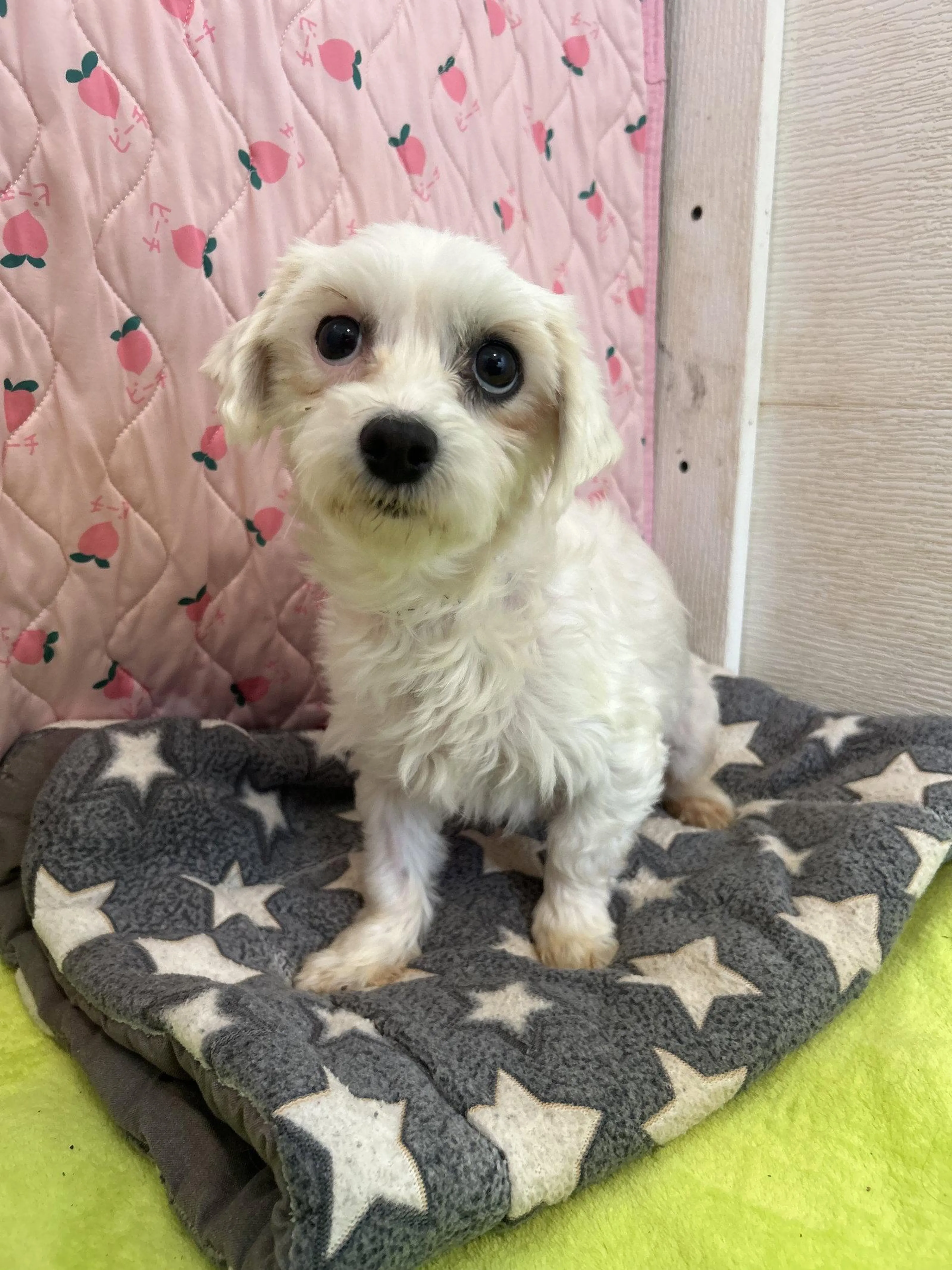 Found pet-2