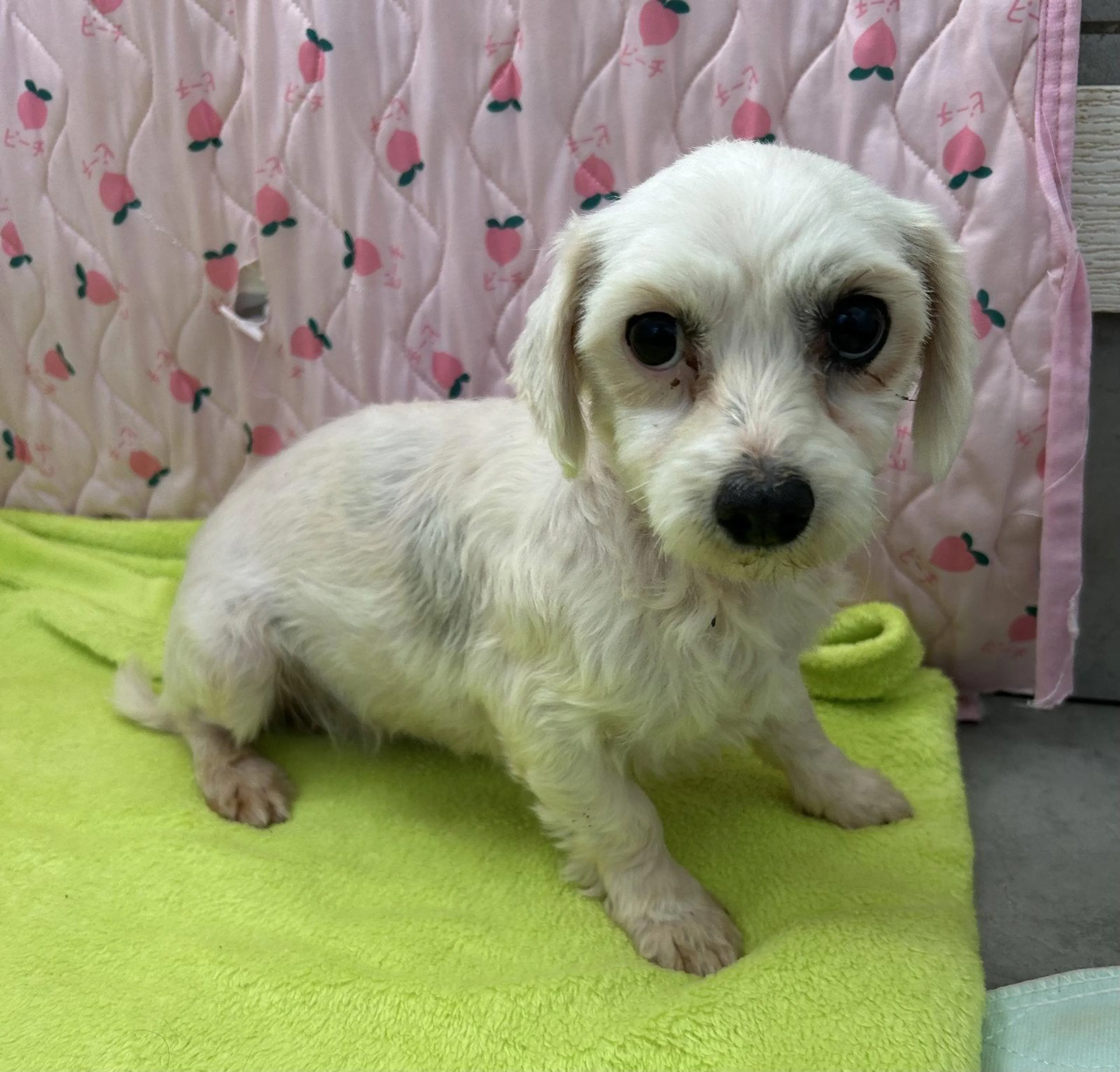 Found pet-1