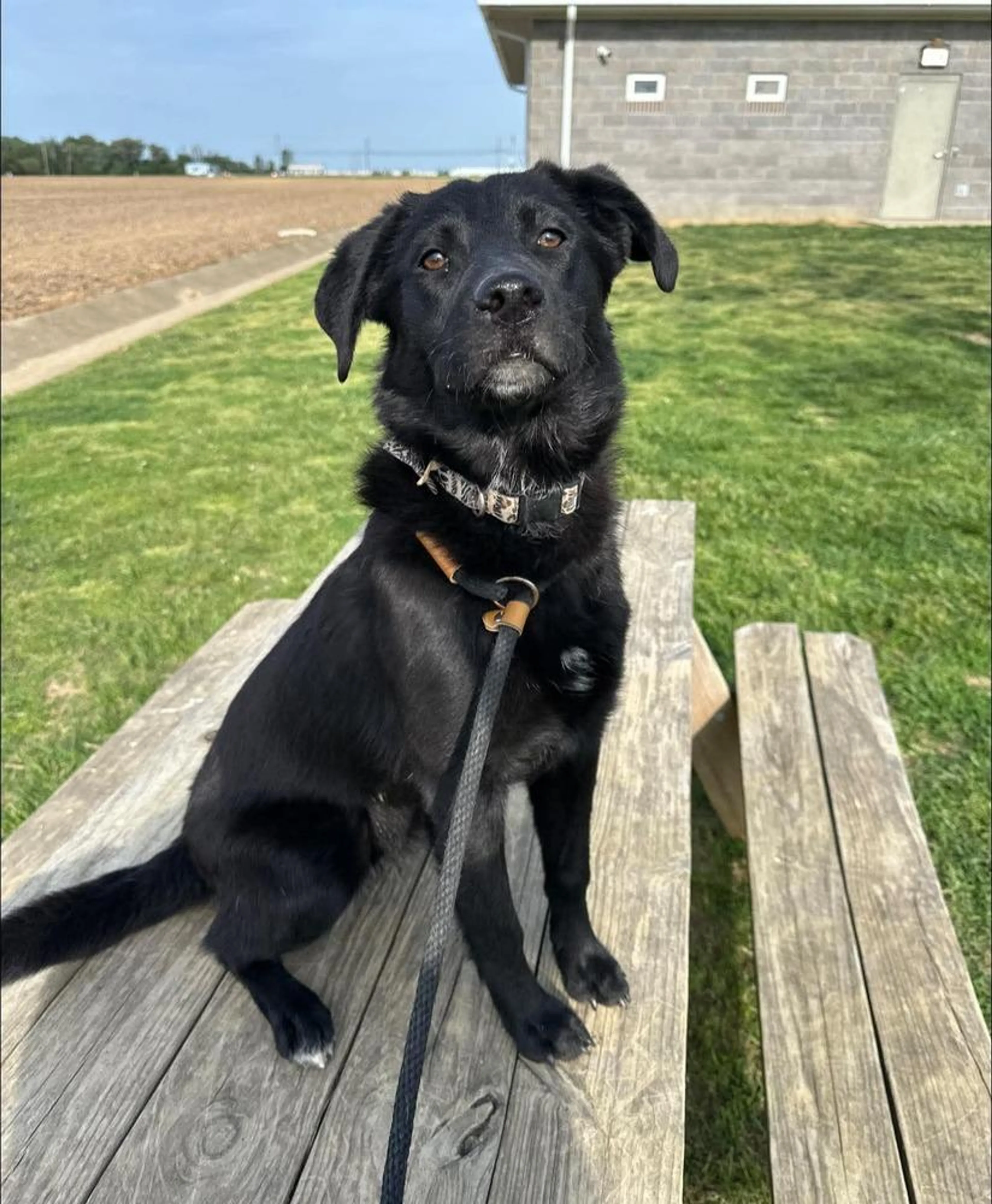 Found pet-1