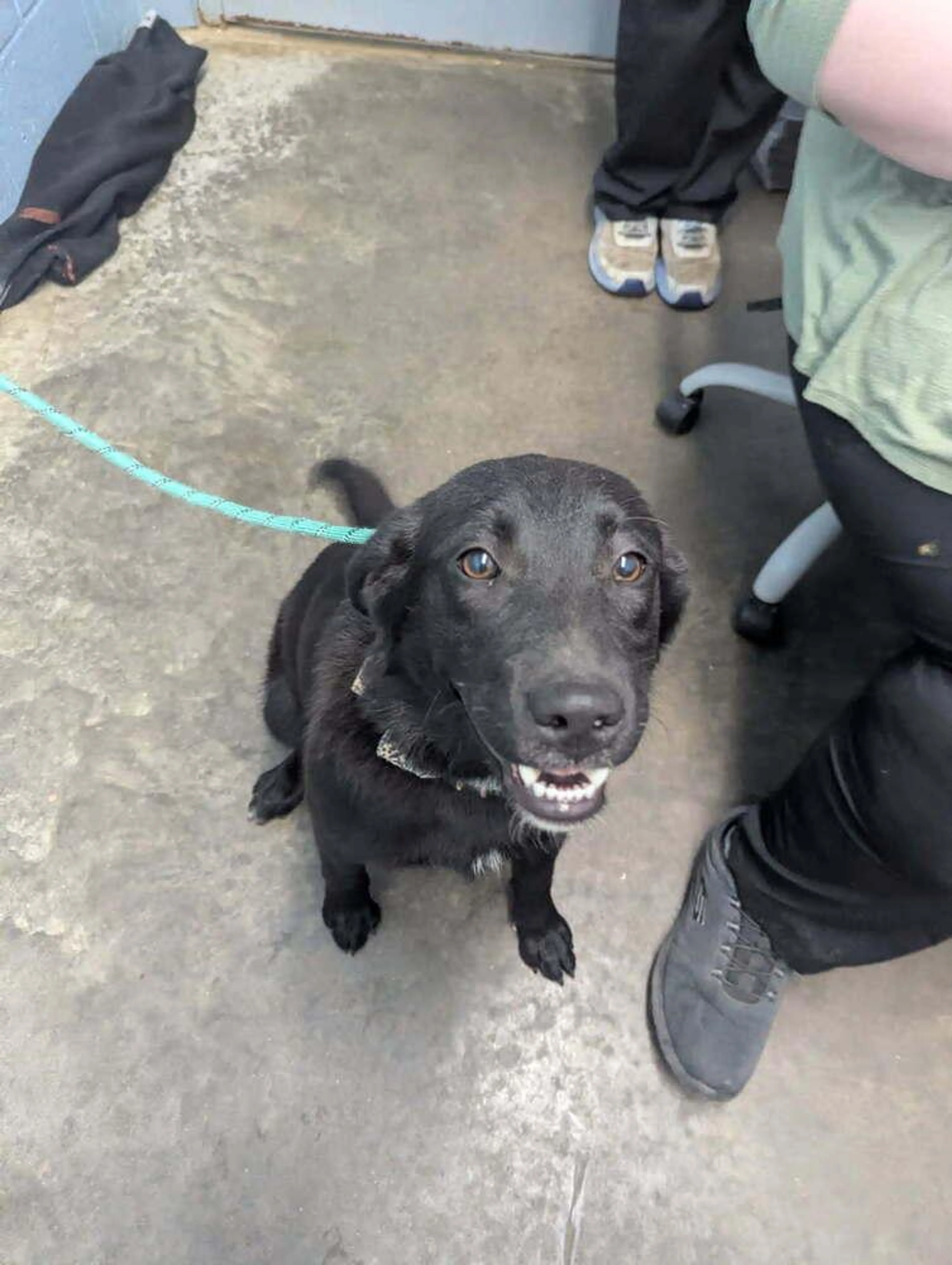 Found pet-3
