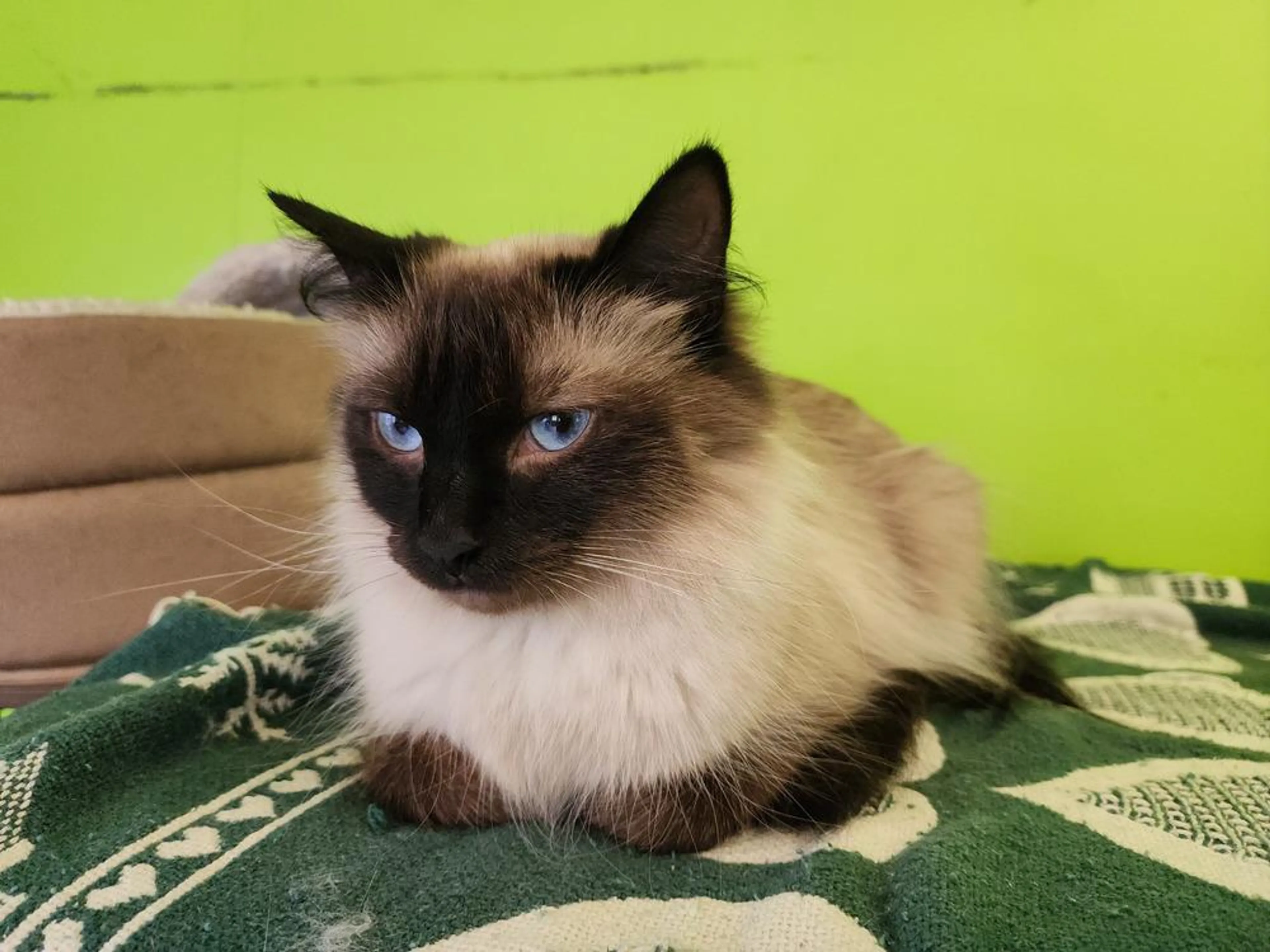 Found pet-2