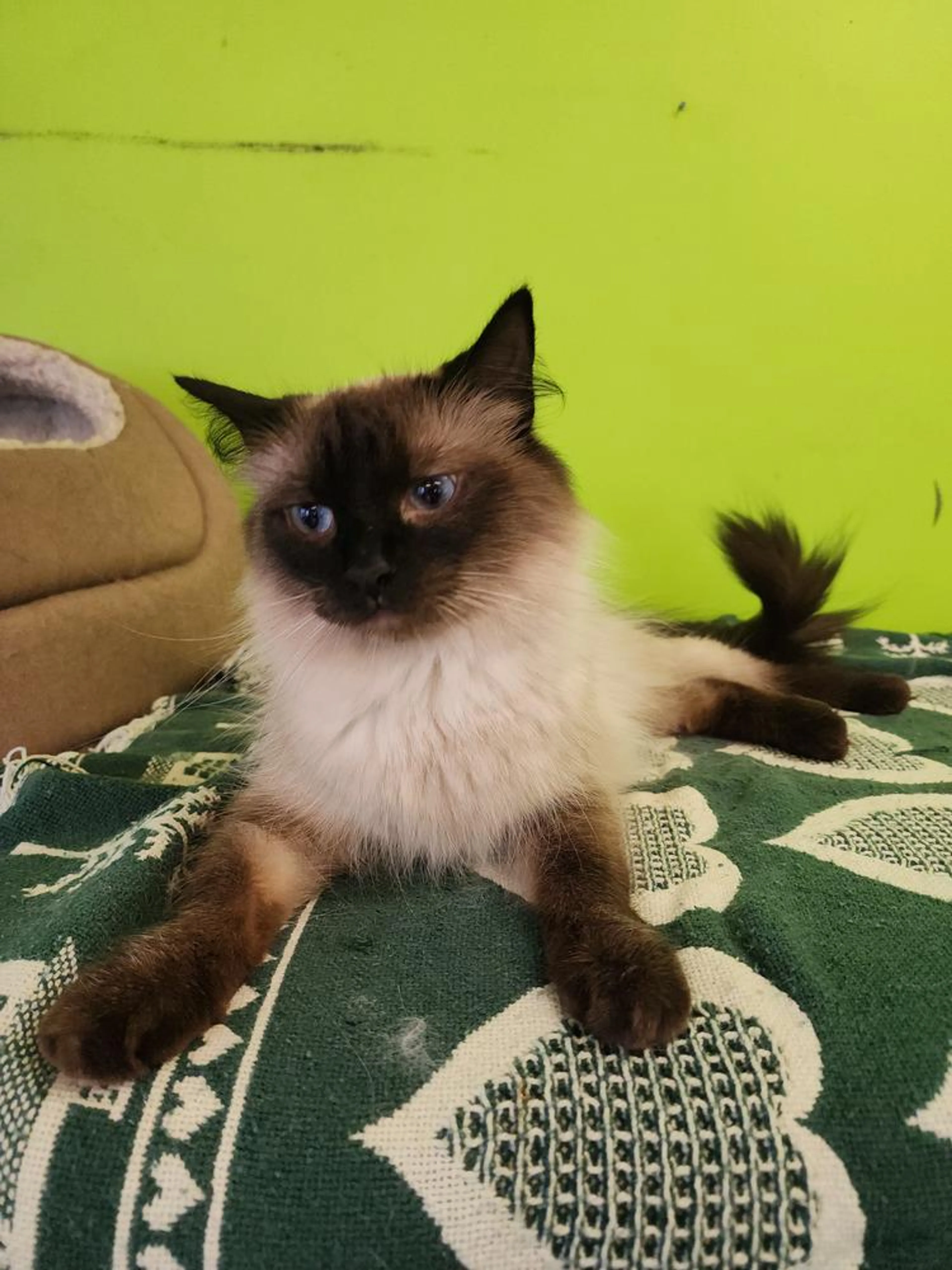 Found pet-1