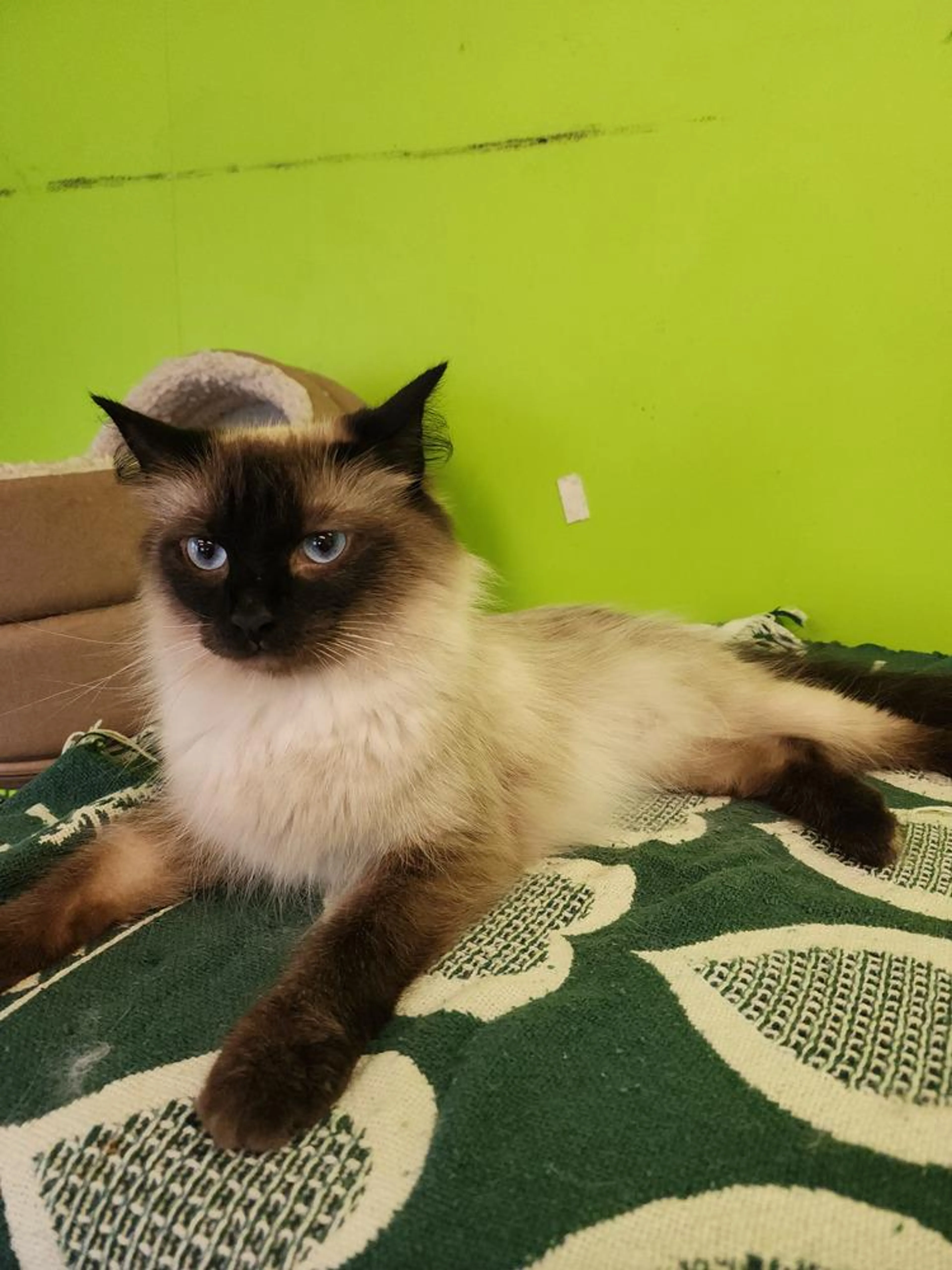 Found pet-0