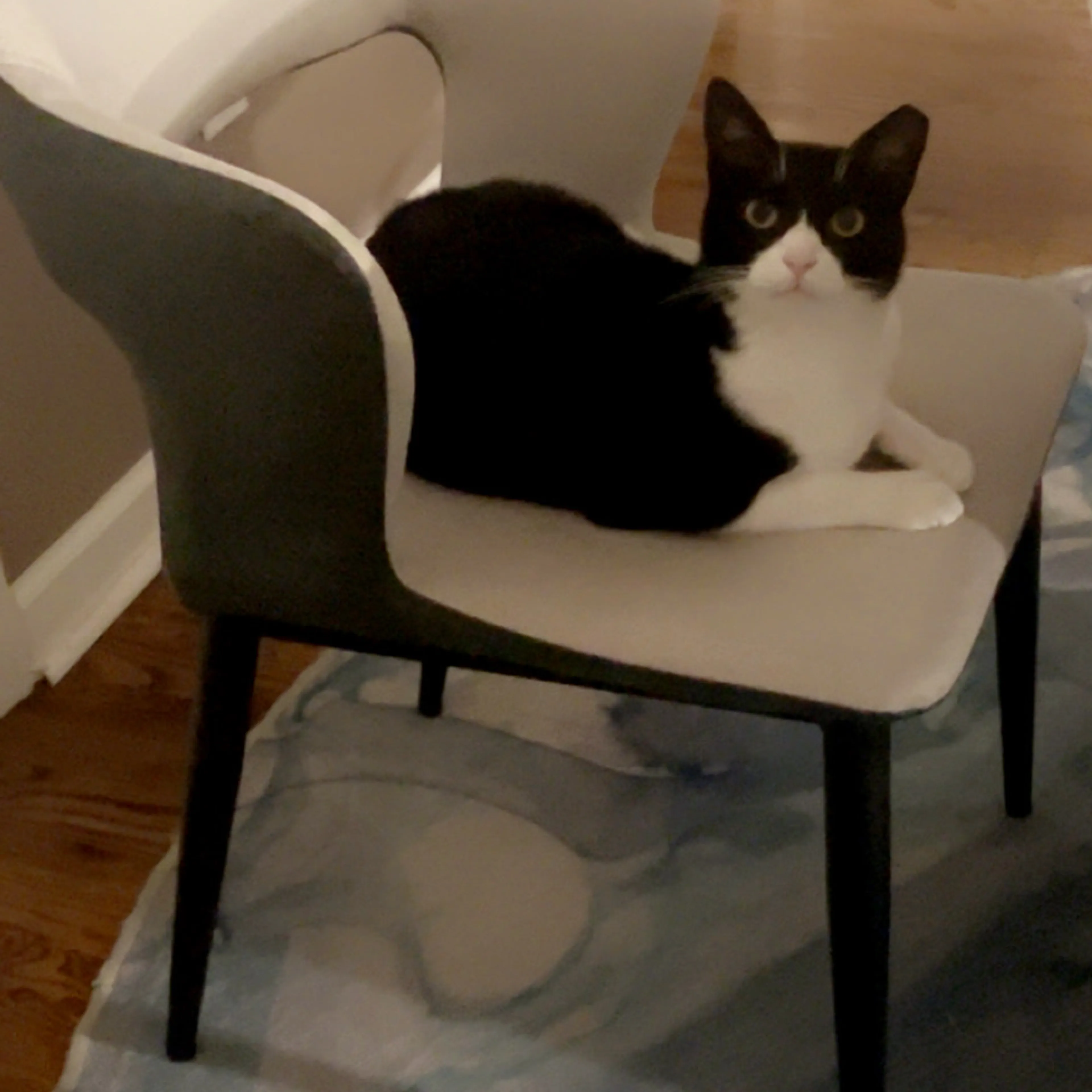 Lost pet-1