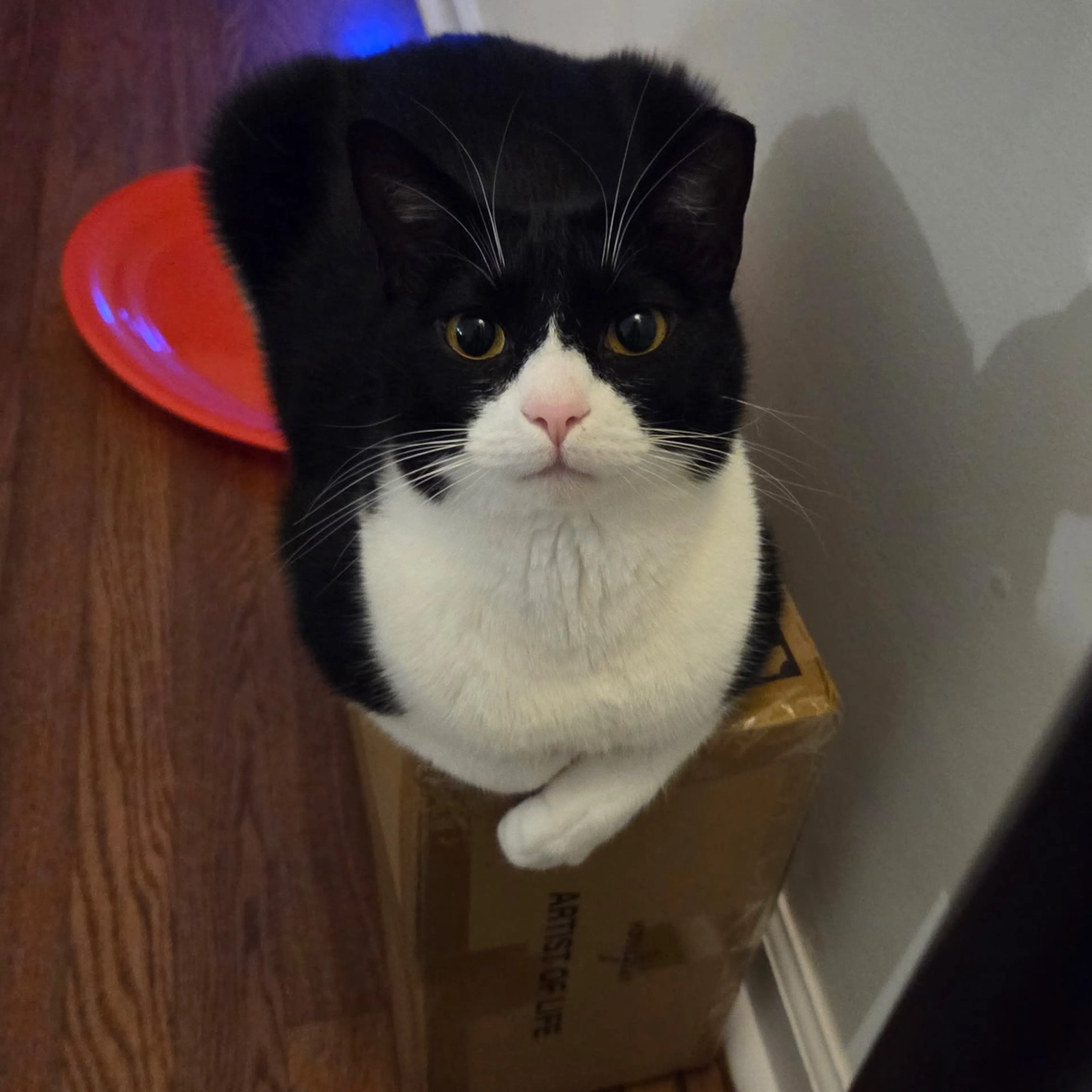 Lost pet-2