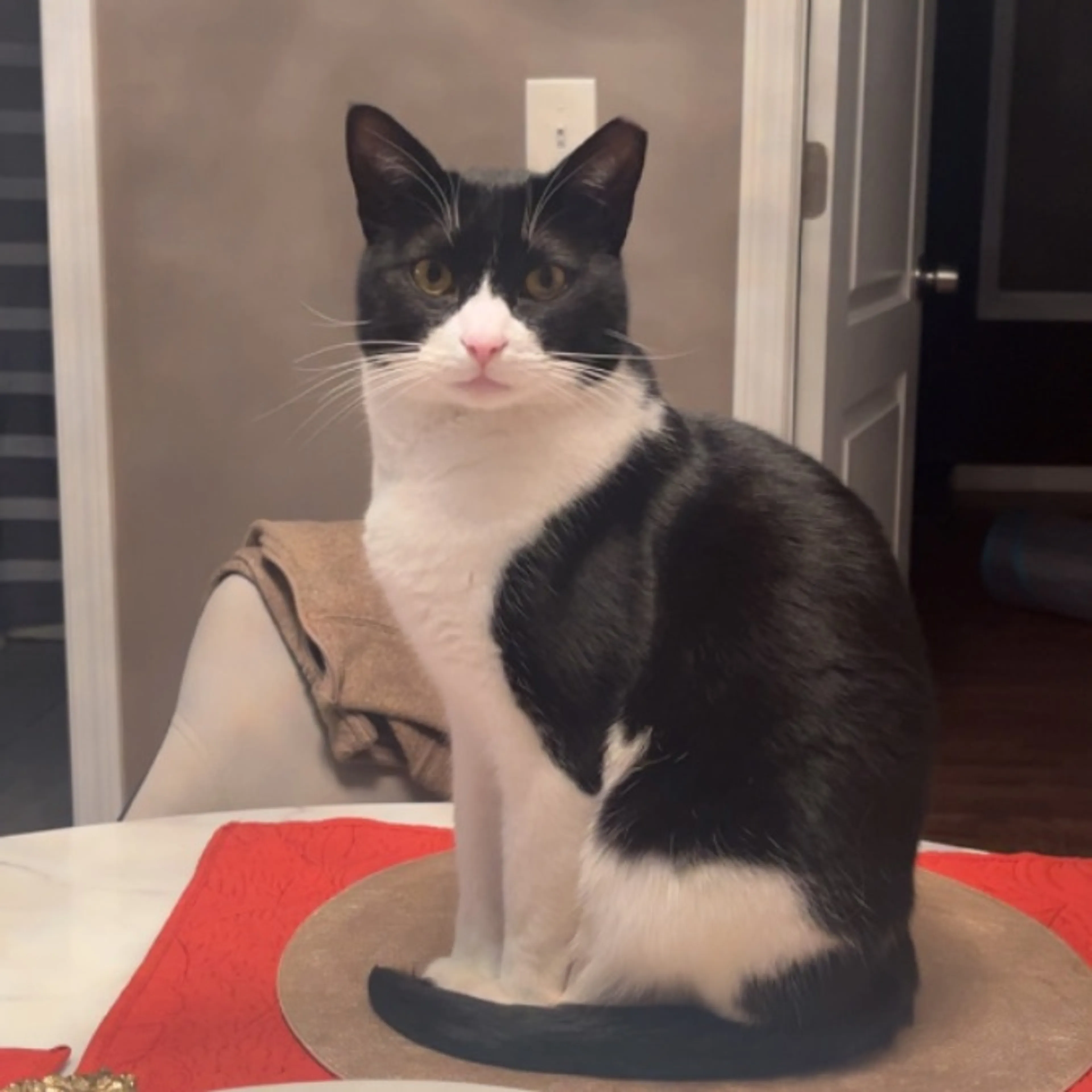 Lost pet-0