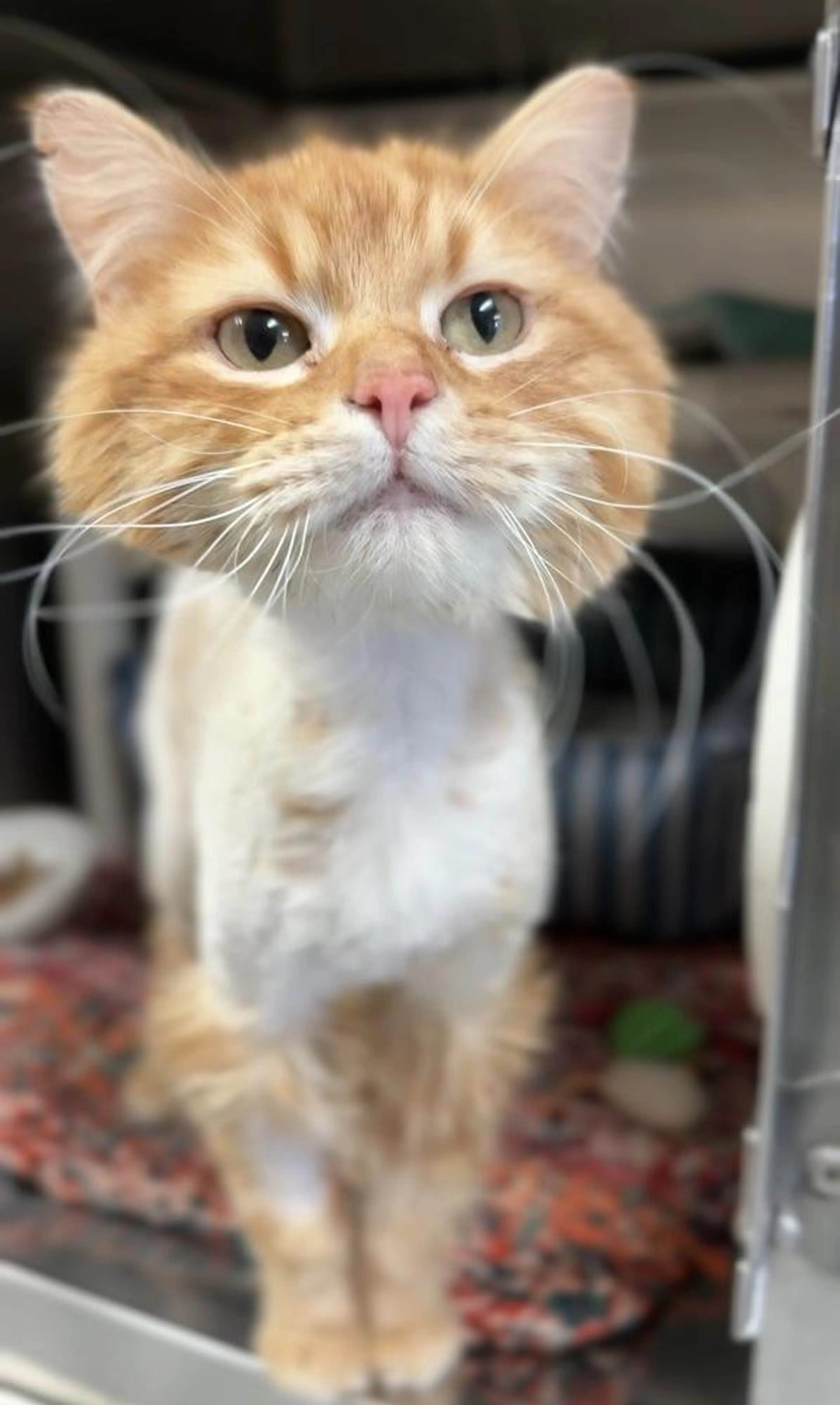 Found pet