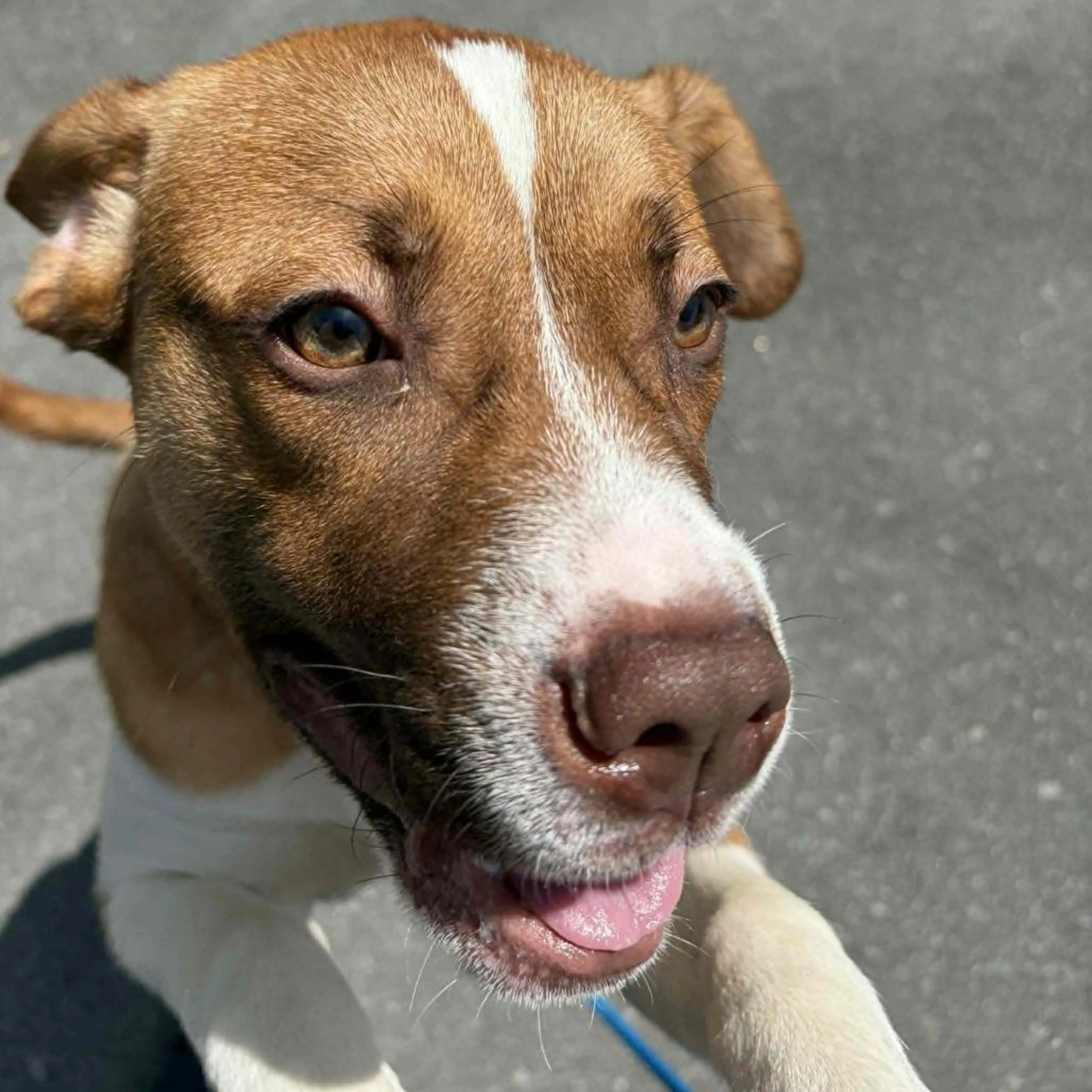 Found pet-4