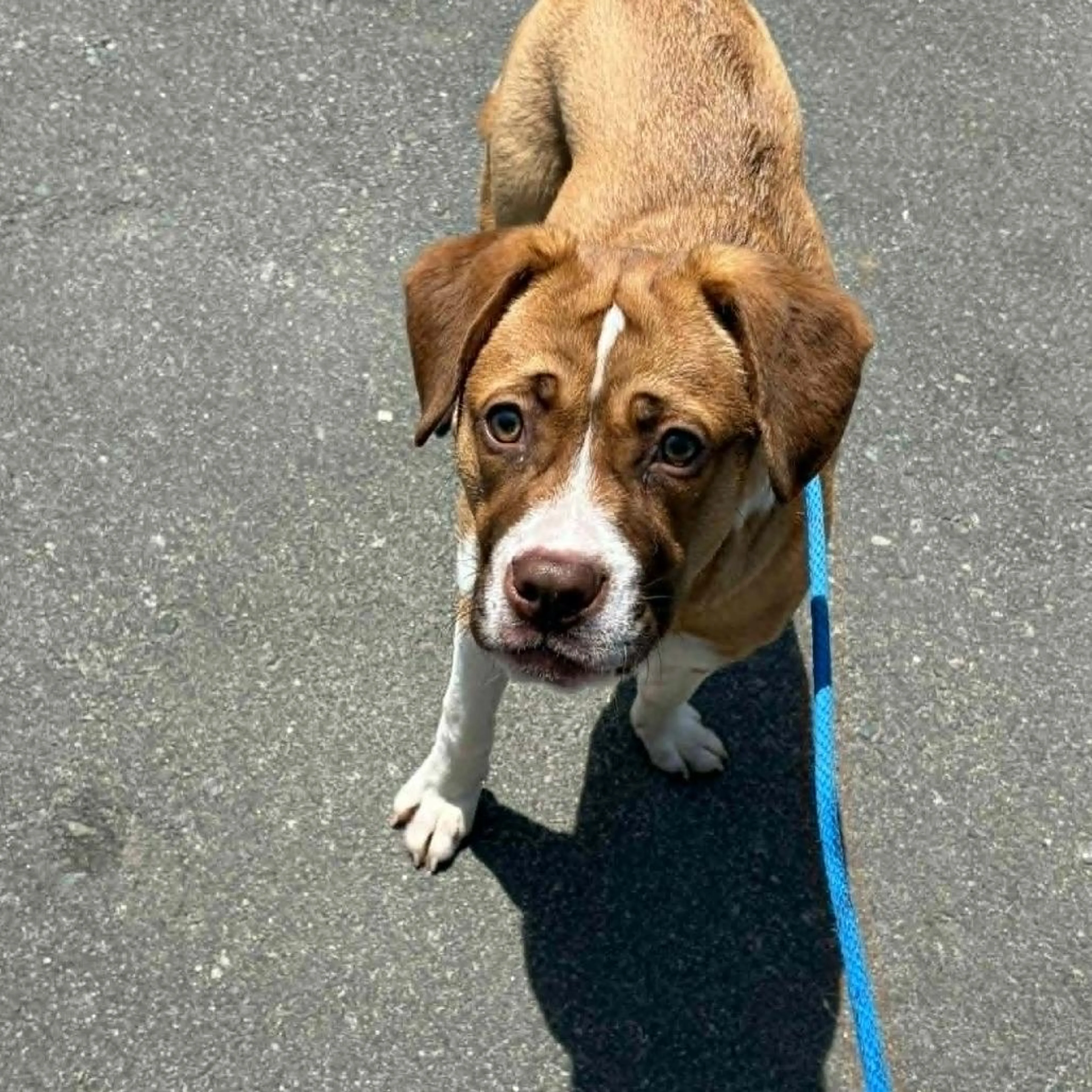 Found pet-3