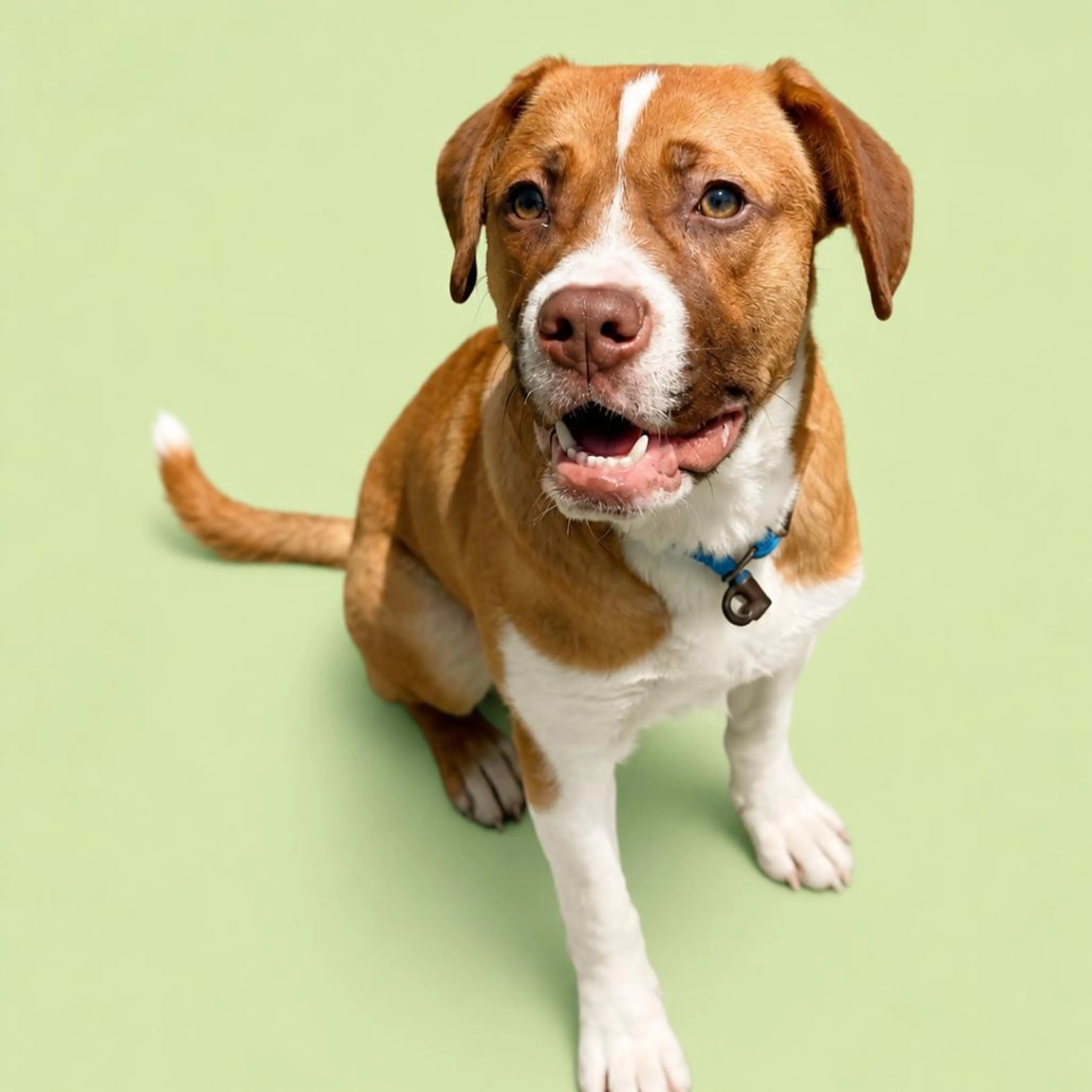 Found pet-1