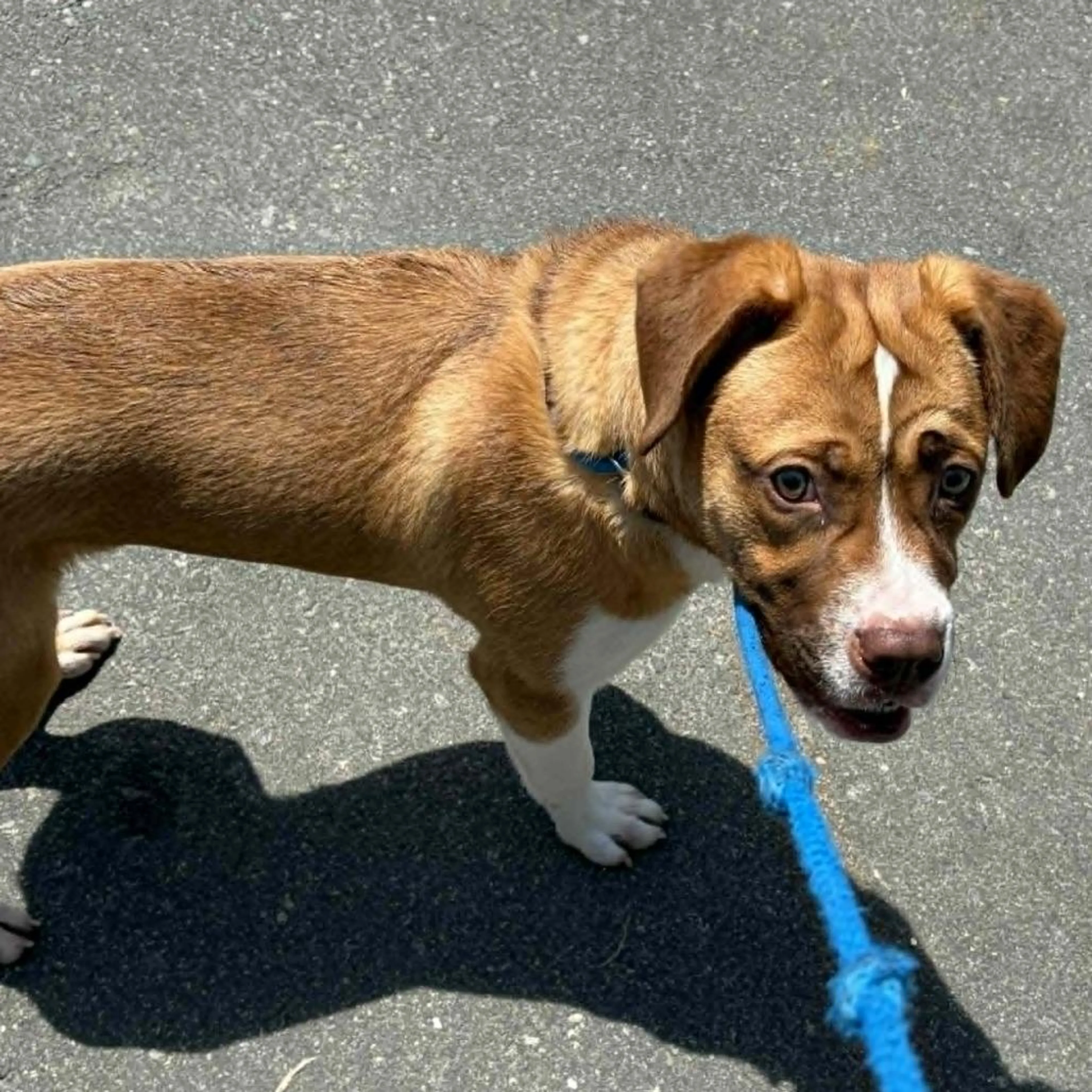 Found pet-5