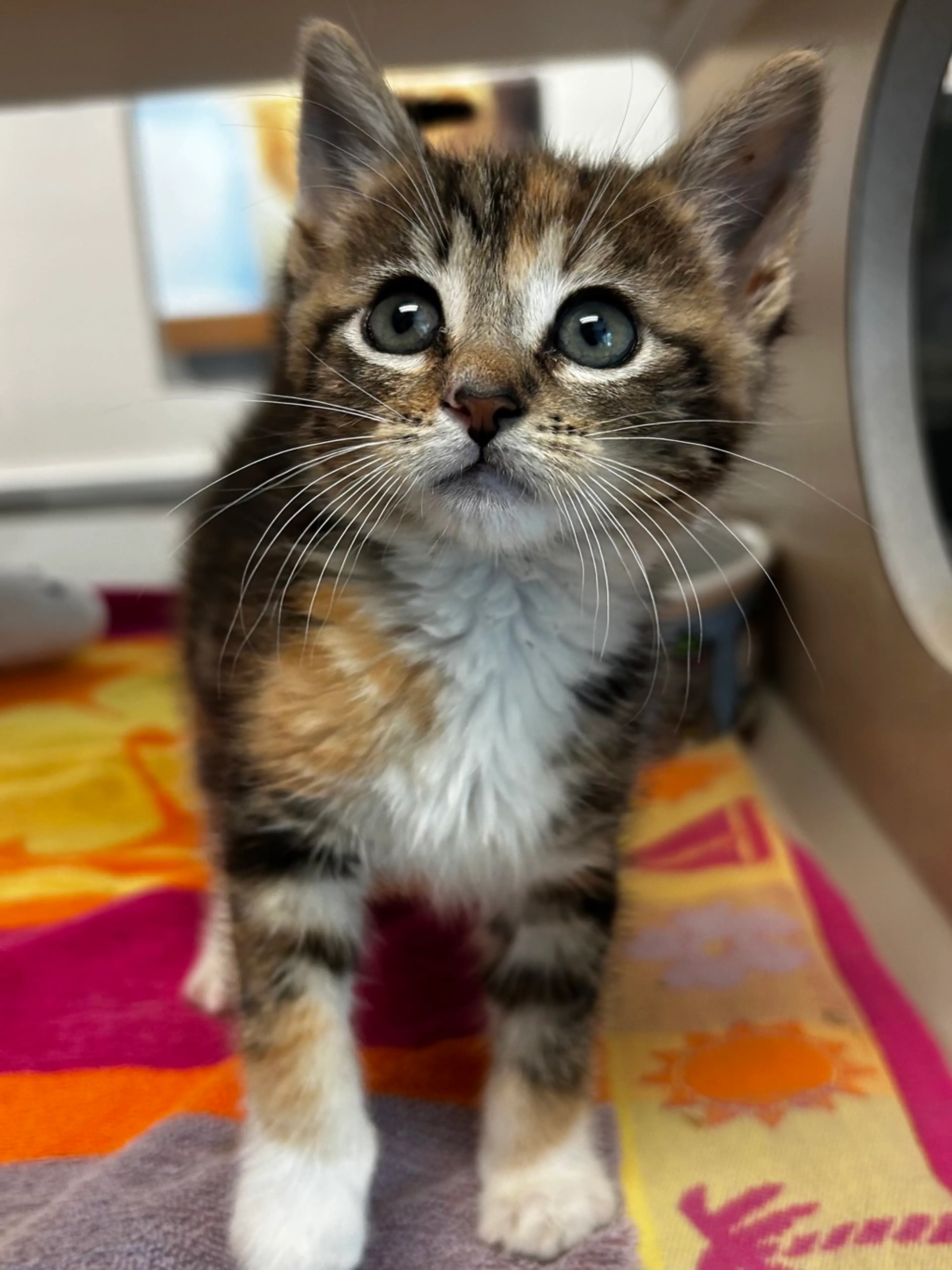 Found pet-1