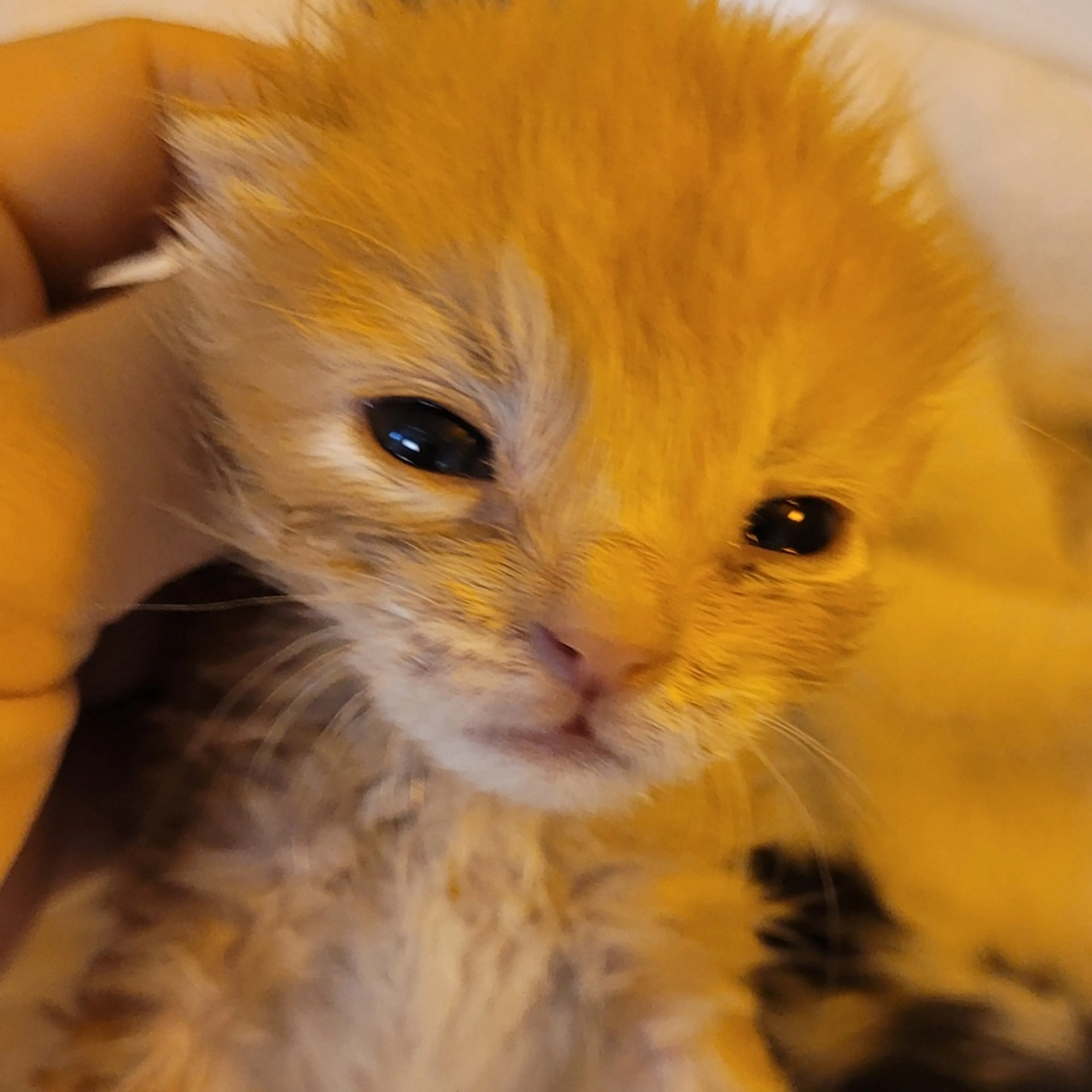 Found pet