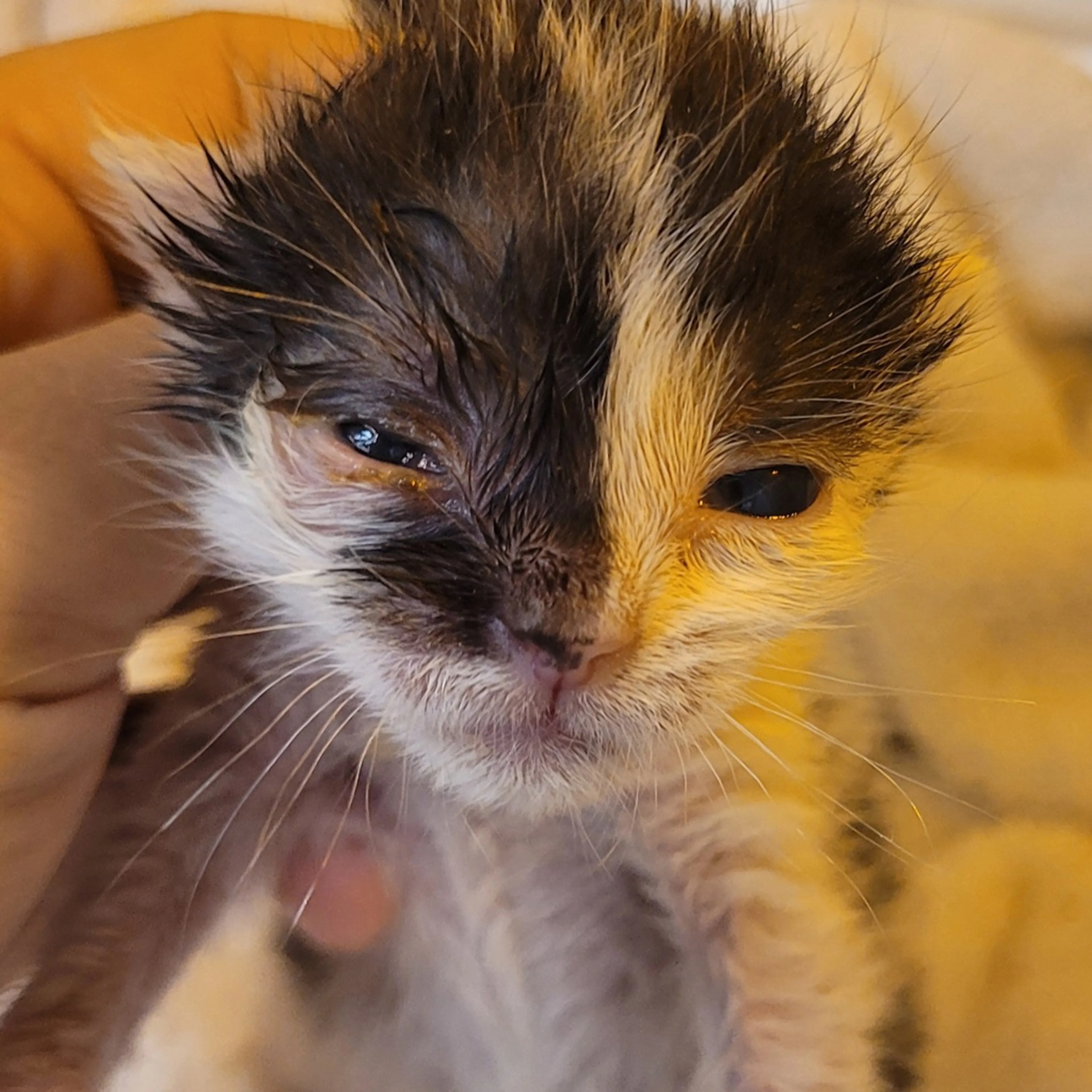 Found pet-1