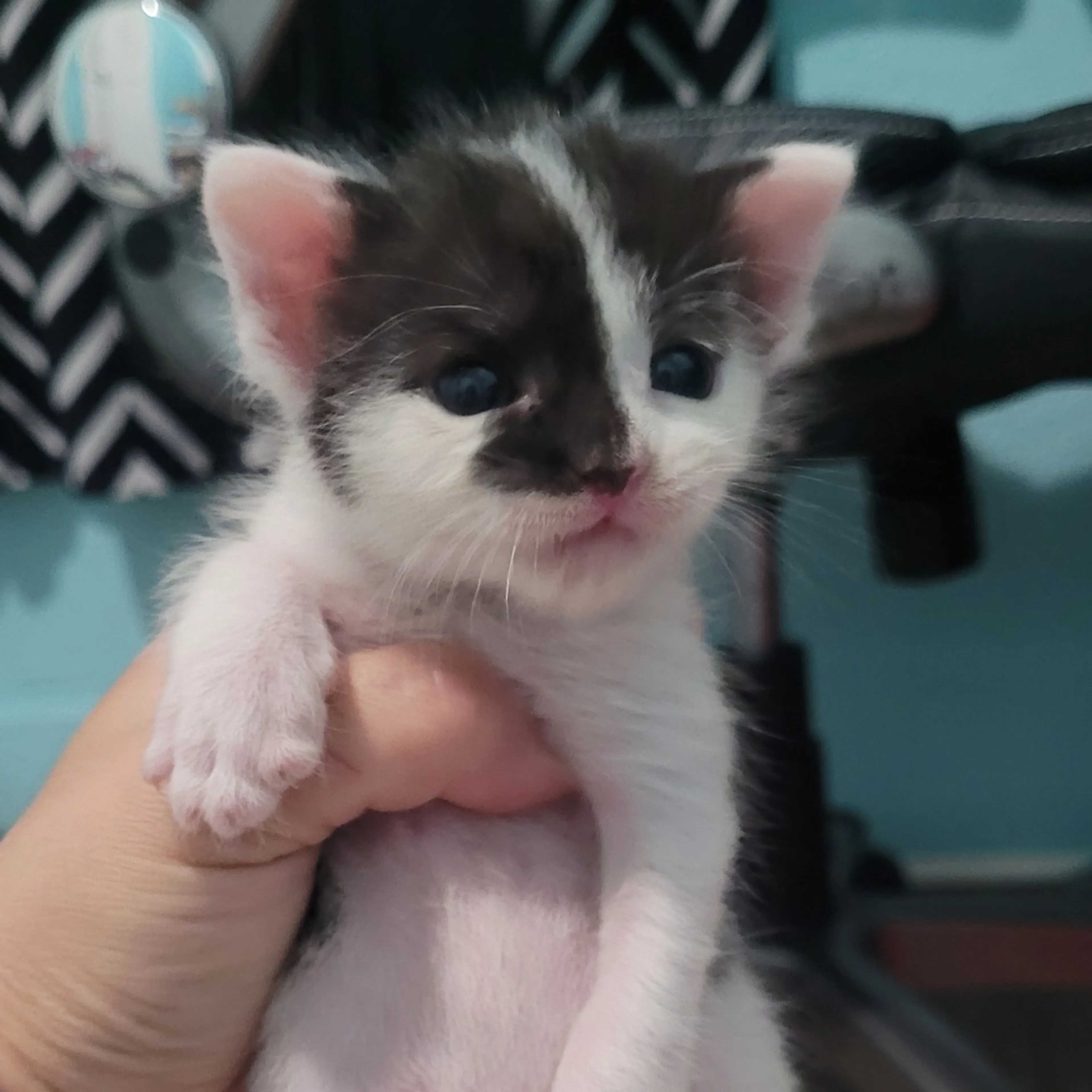 Found pet-0