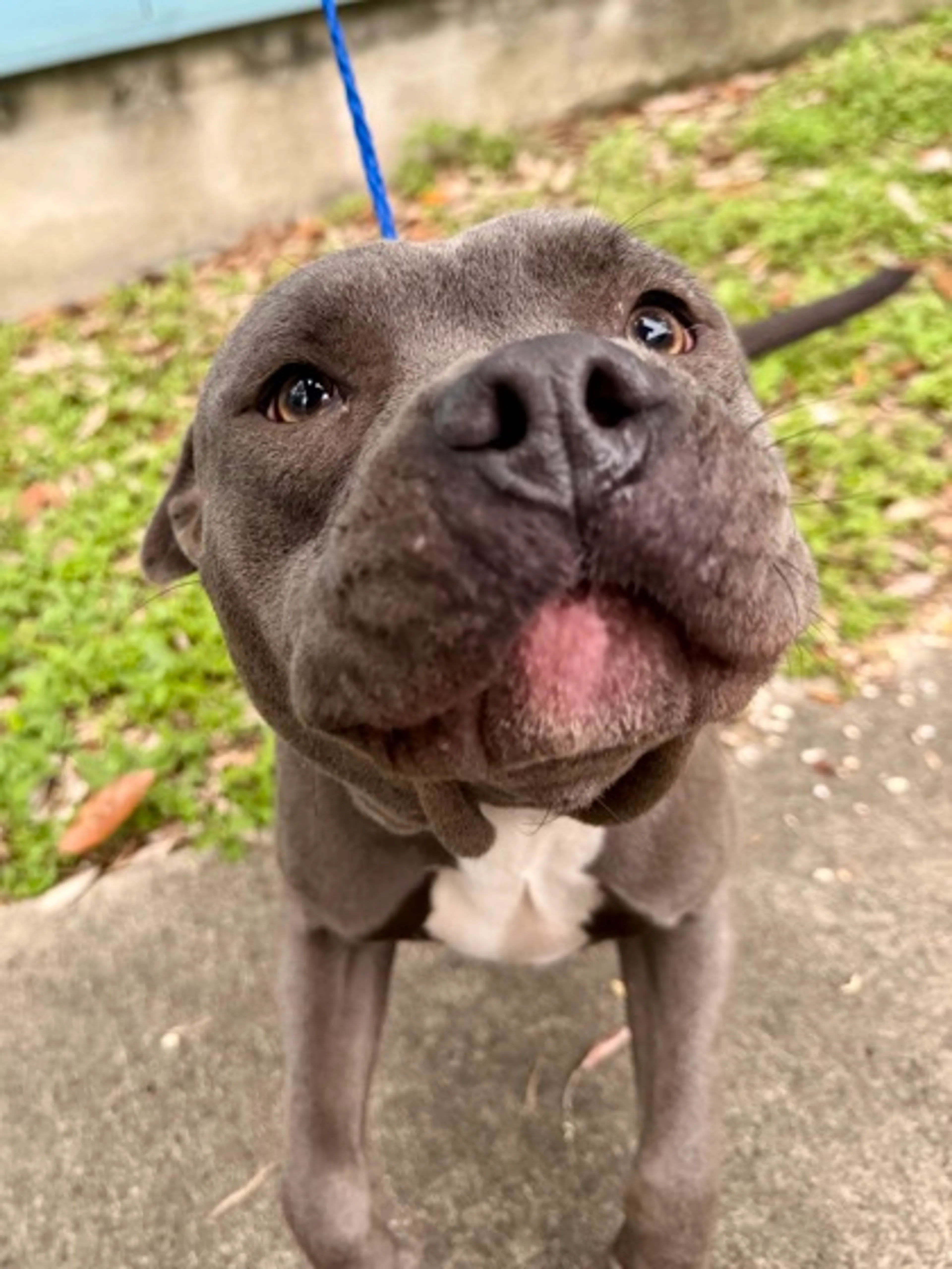 Found pet