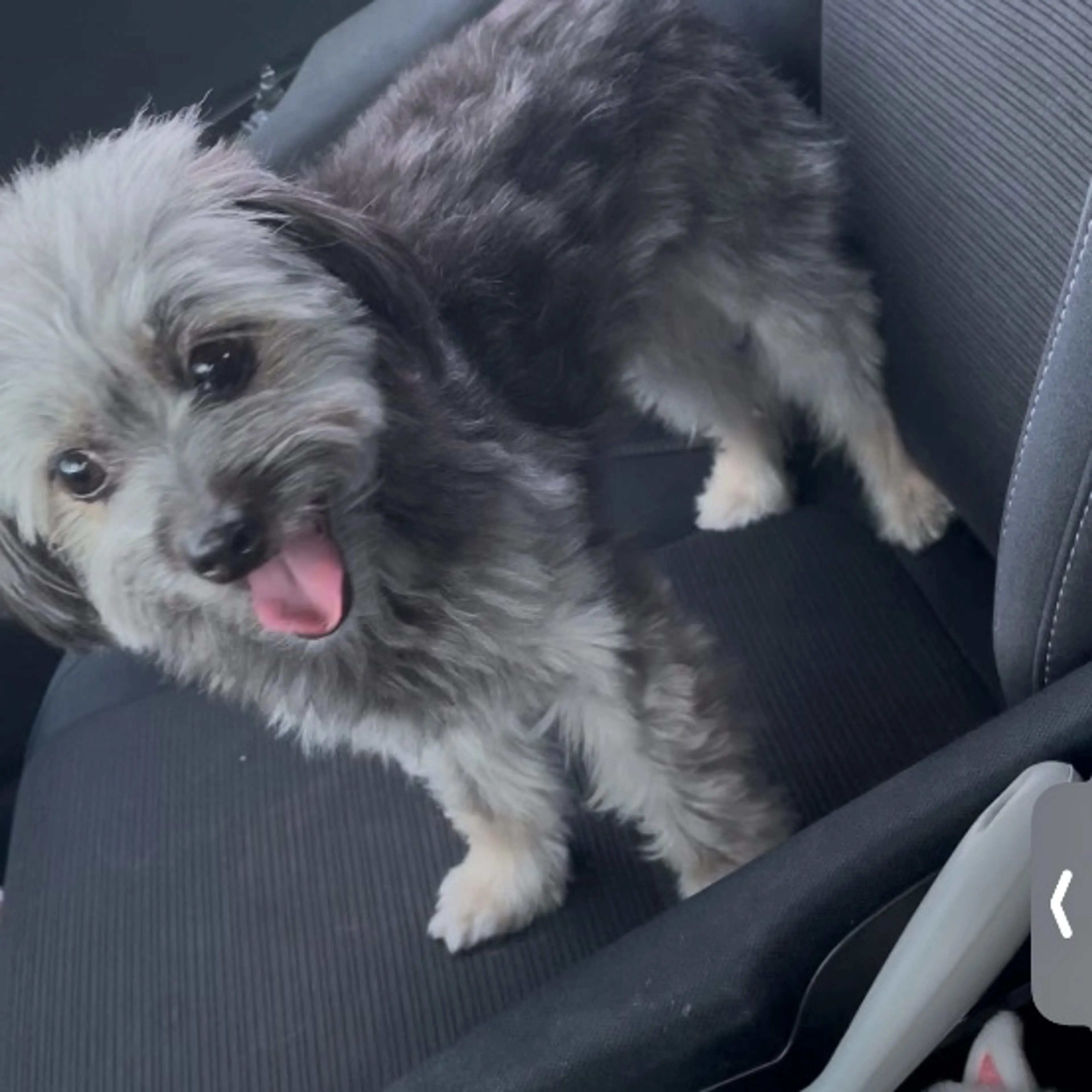 Lost pet-0