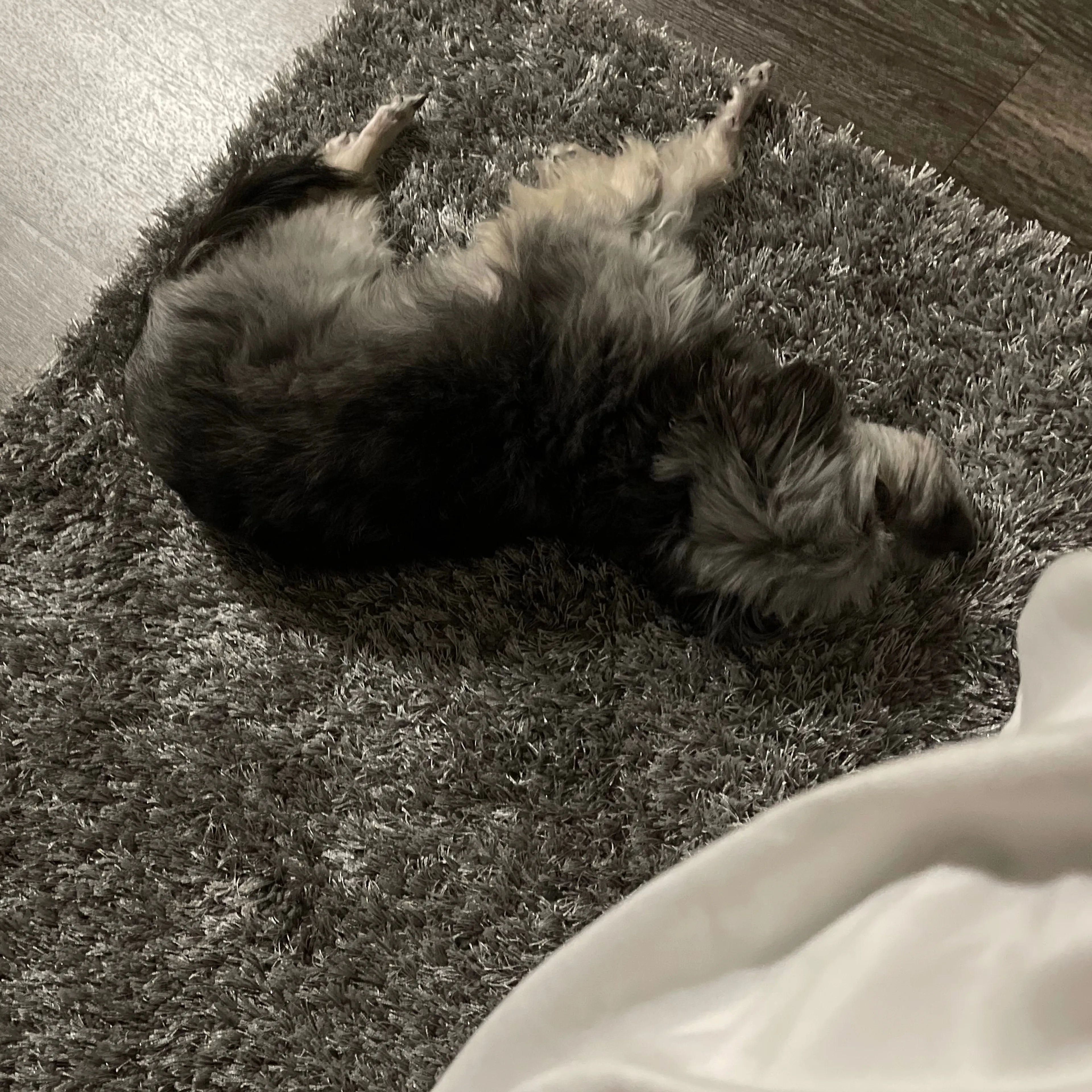 Lost pet-1