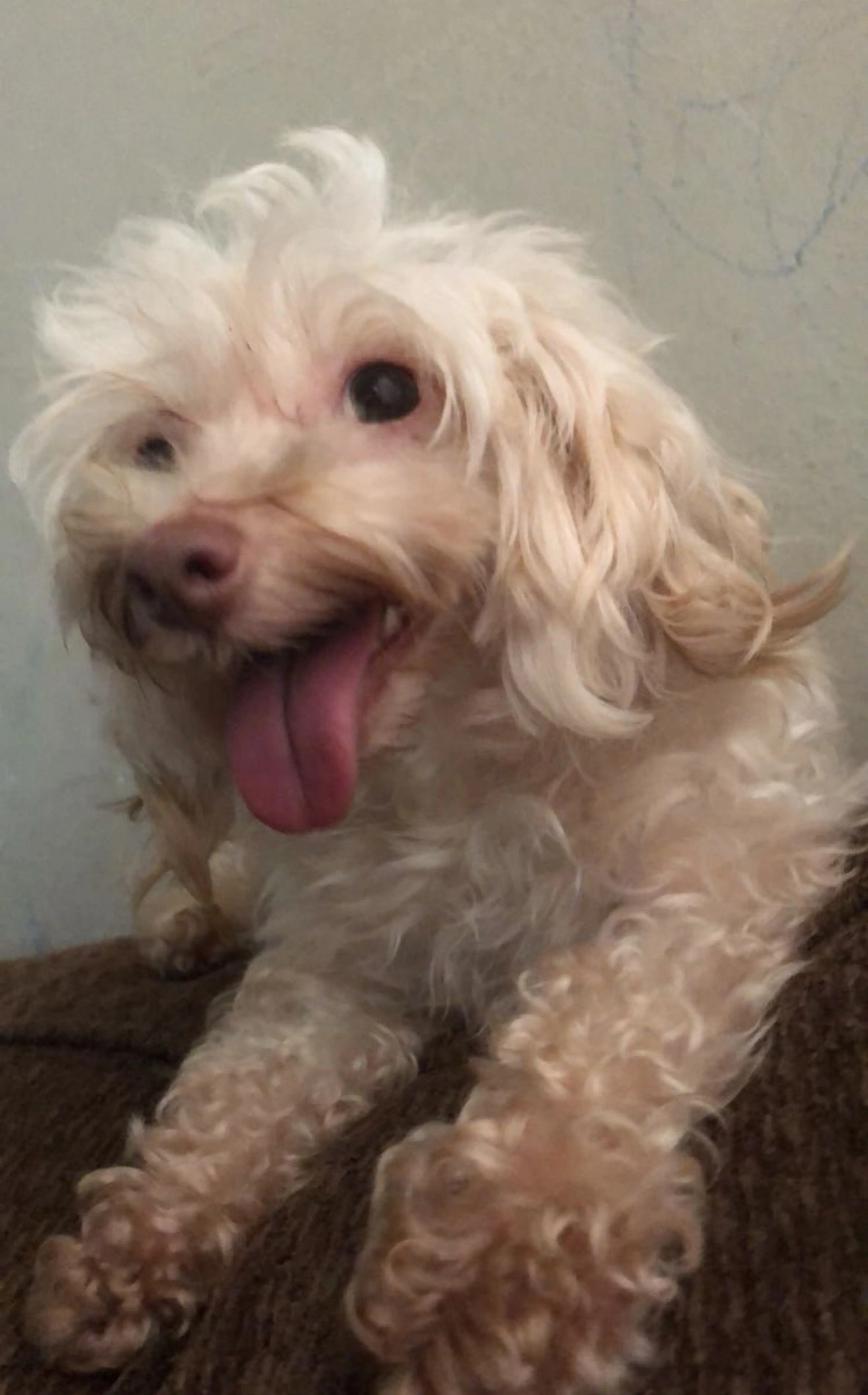Lost pet-1
