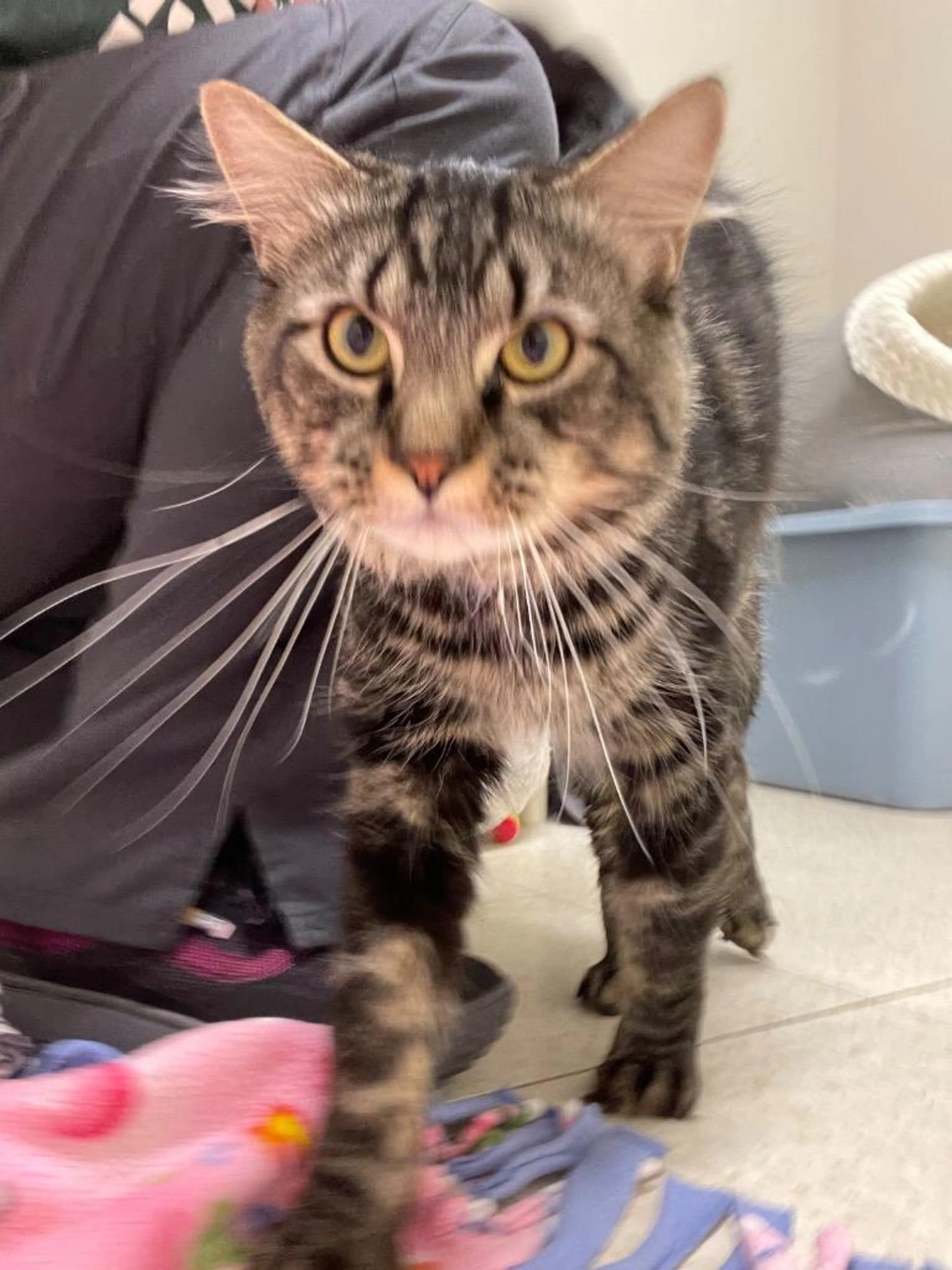 Found pet-5