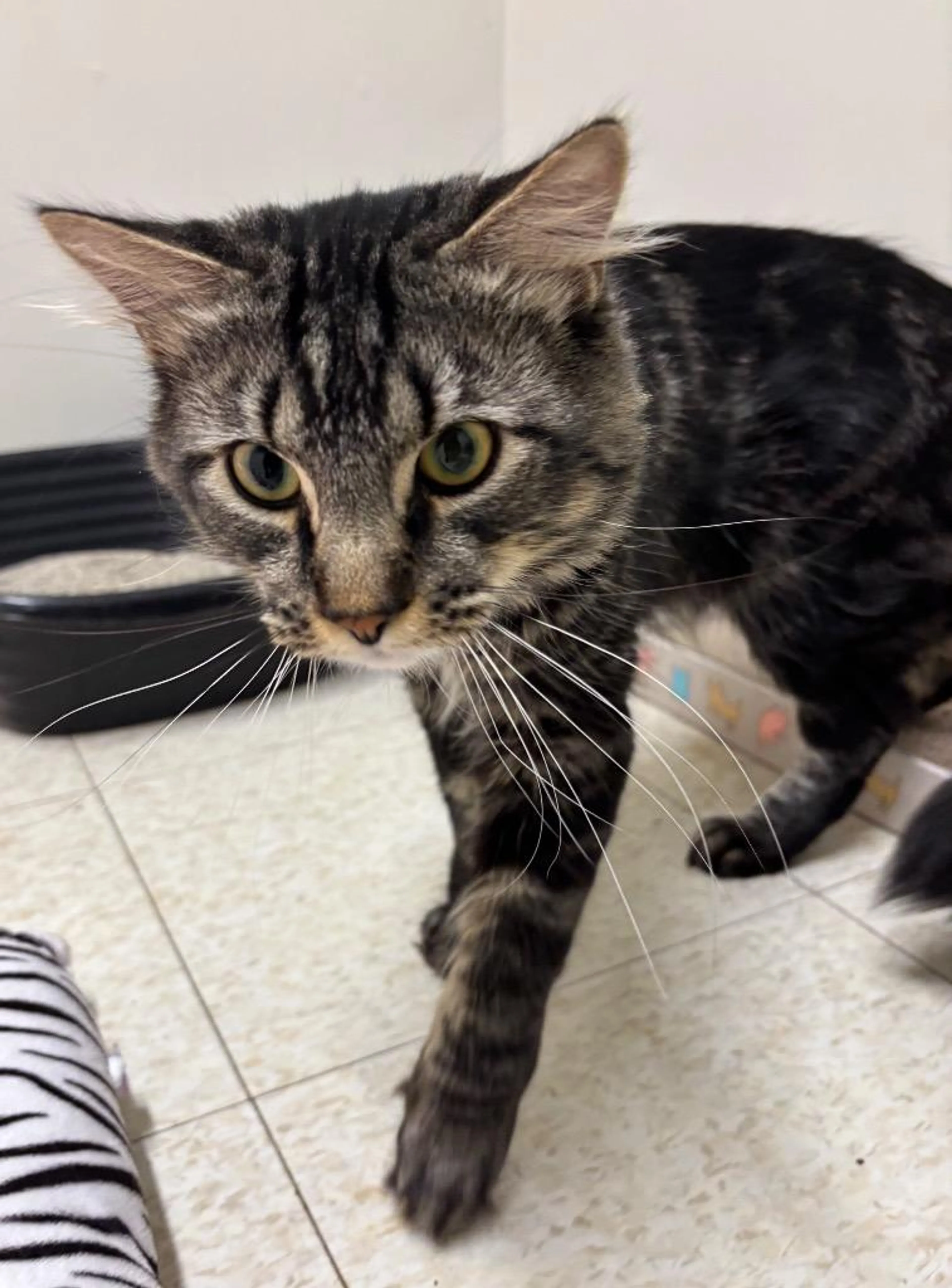 Found pet-3