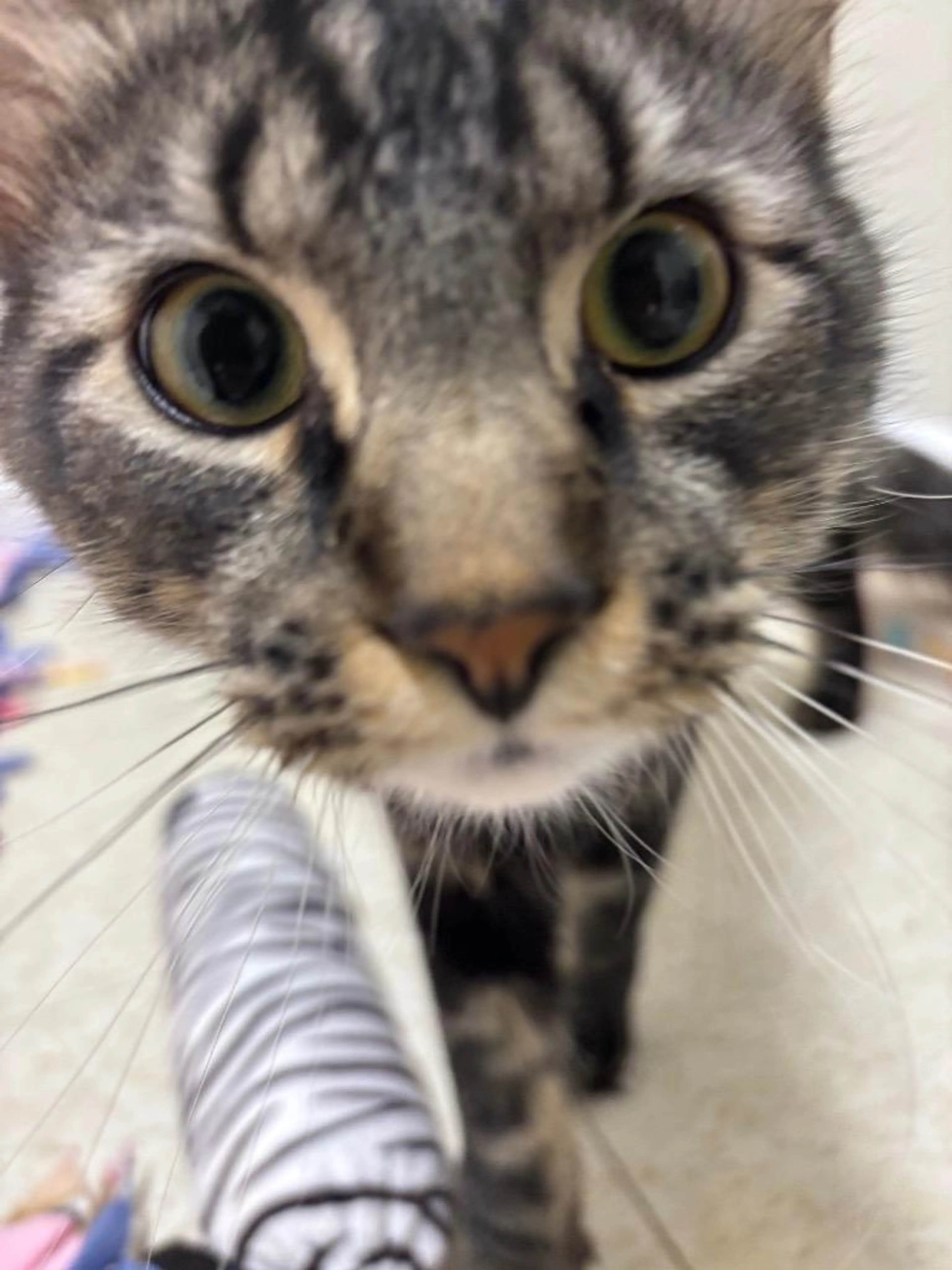 Found pet-0