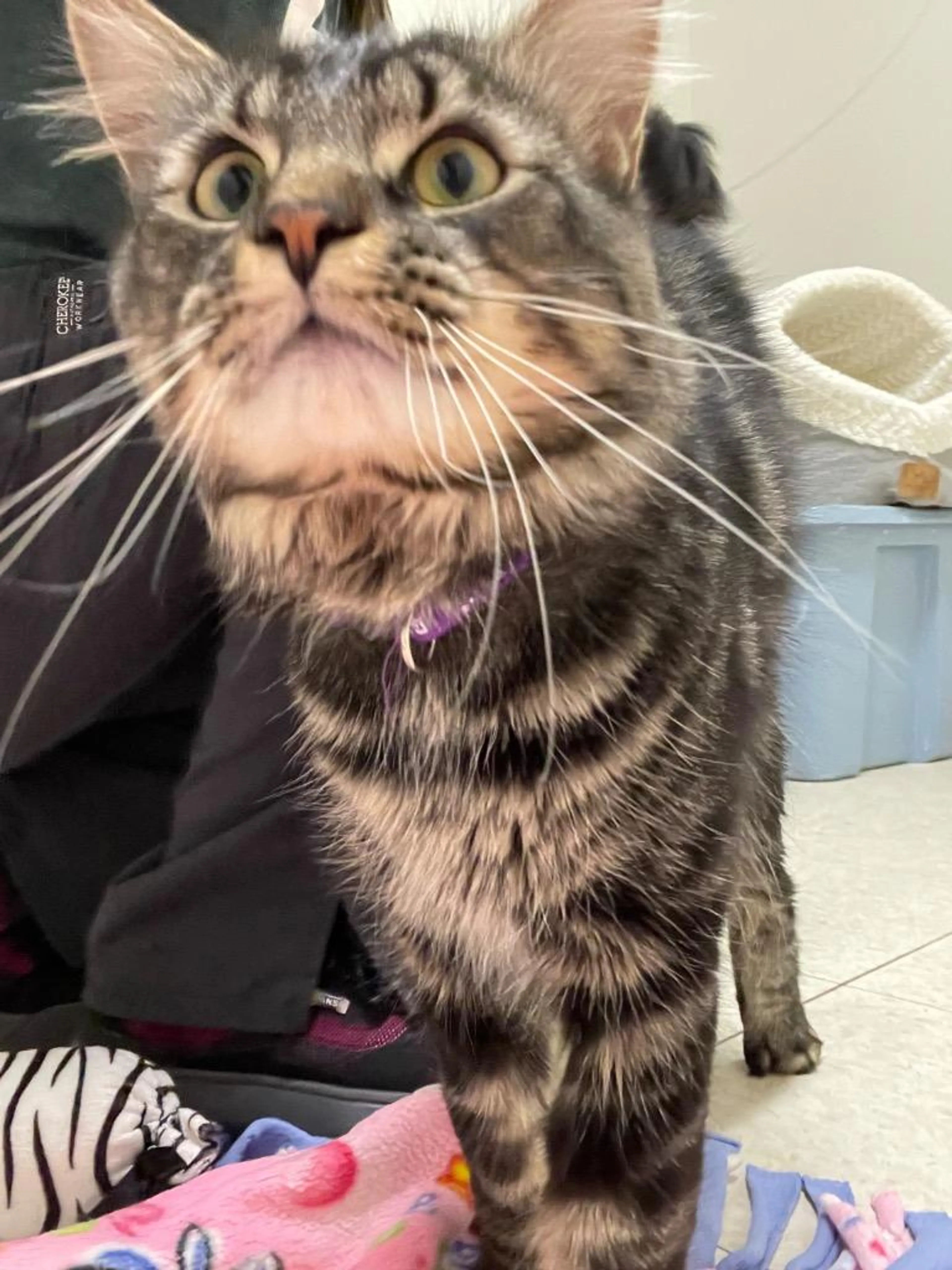 Found pet-1