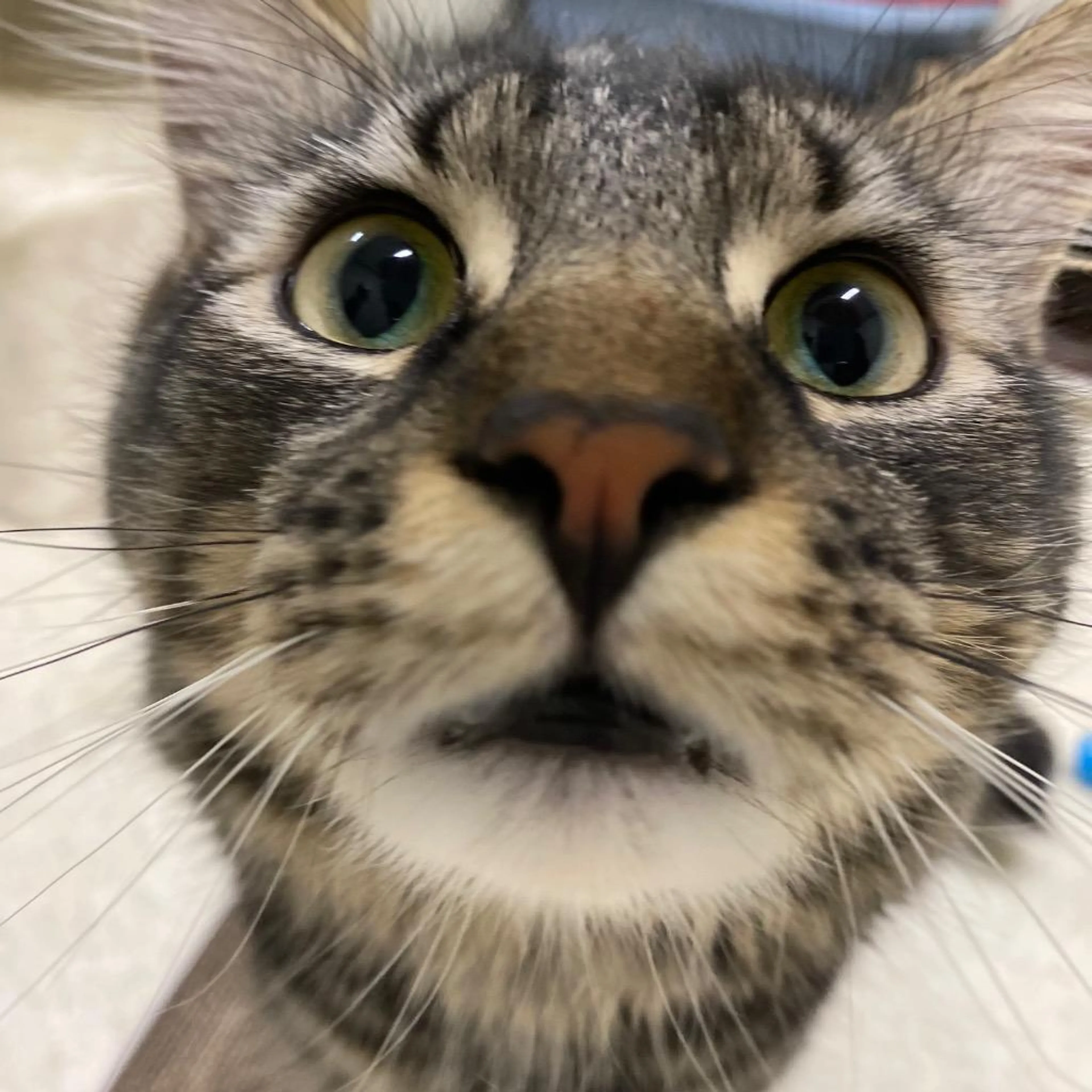 Found pet-4