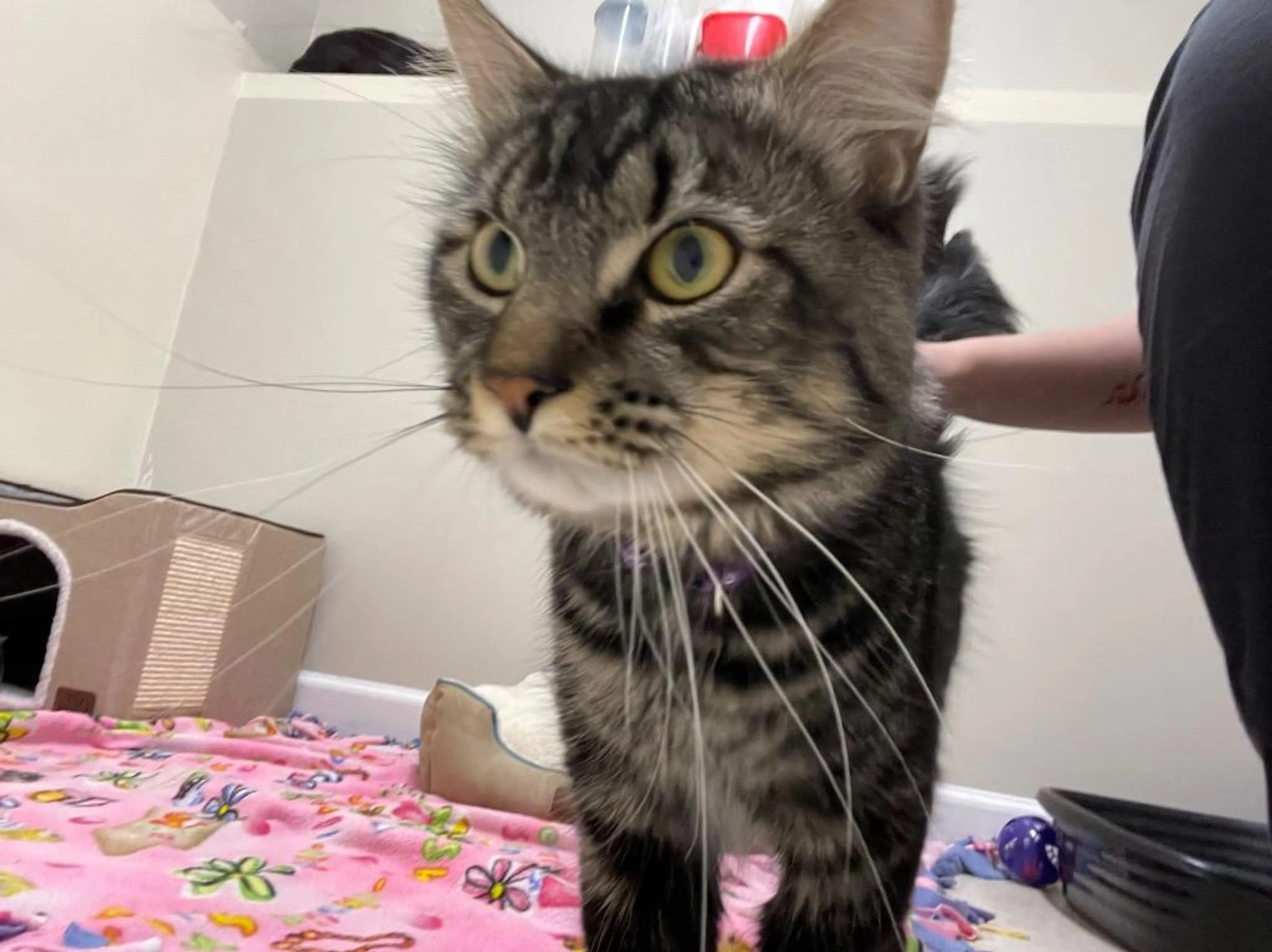 Found pet-2