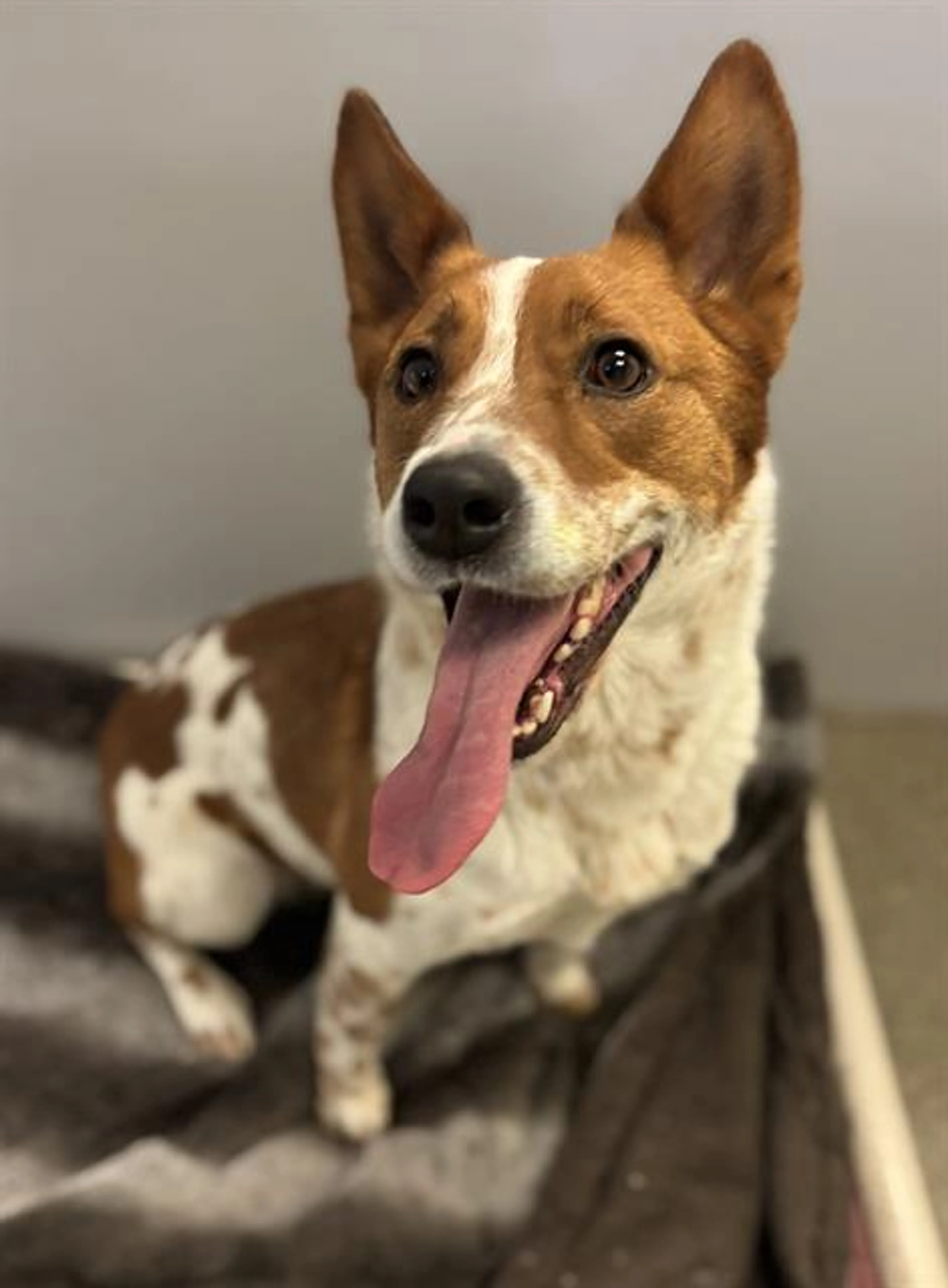 Found pet