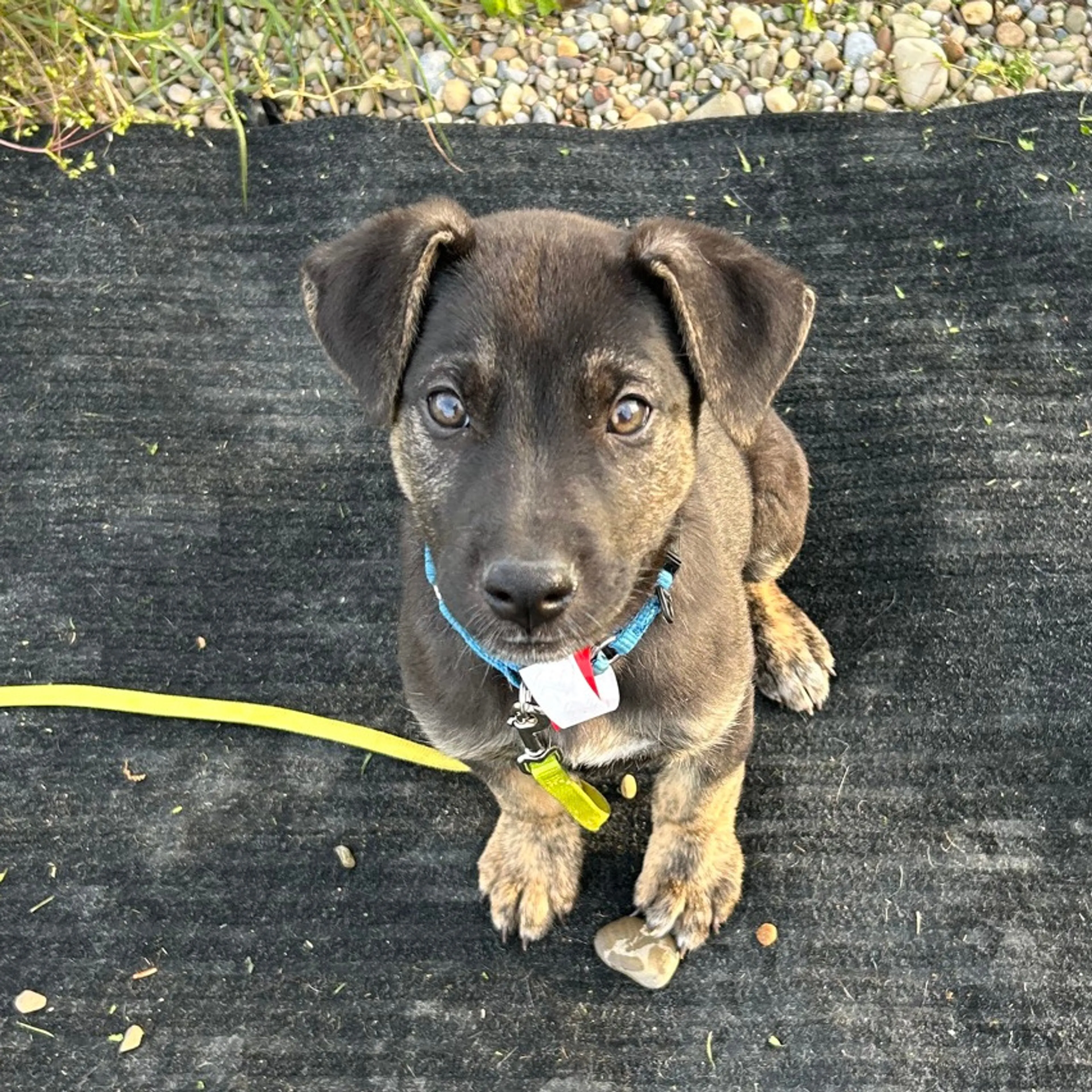 Found pet-1
