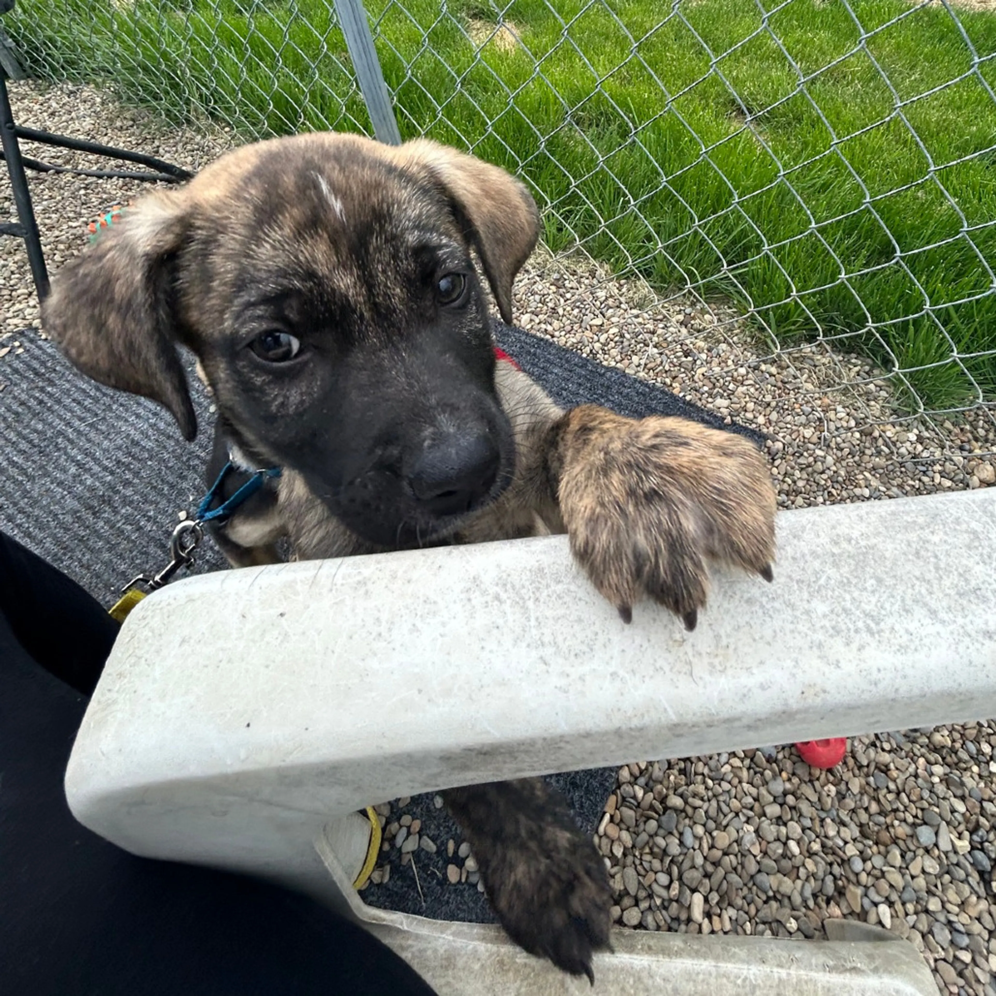 Found pet-1